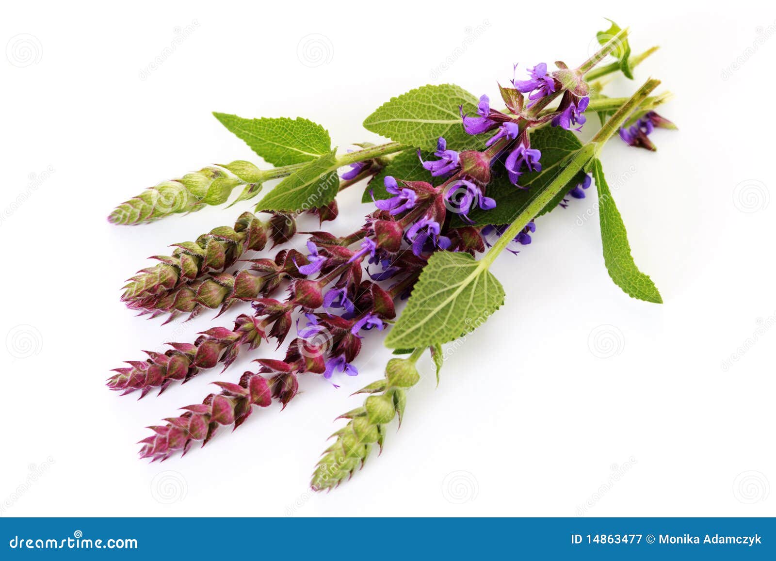 Sage flowers stock image. Image of herb, background, purple 14863477