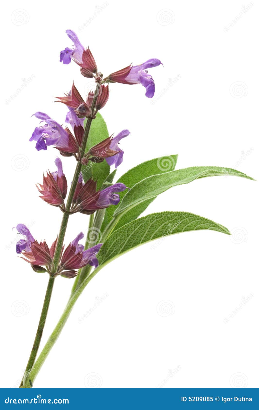 Flowers sage pictures of 
