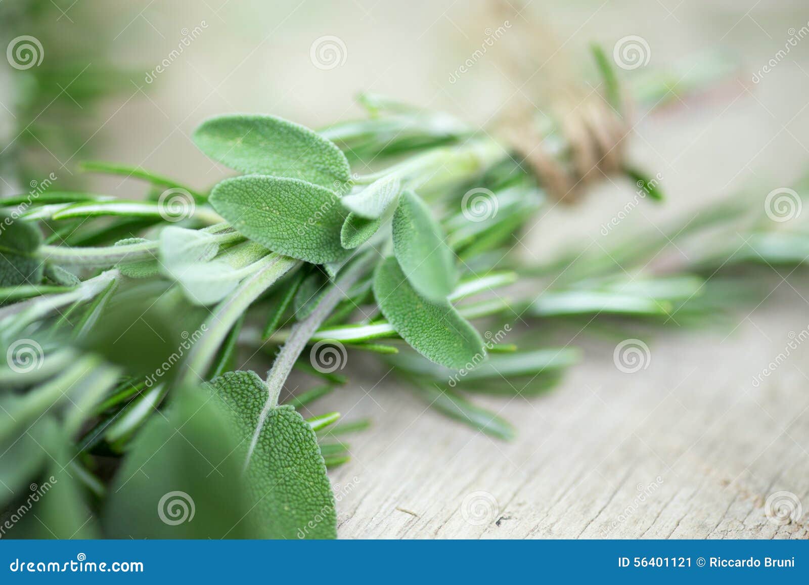 Sage stock image. Image of green, food, freshness, seasoning 56401121