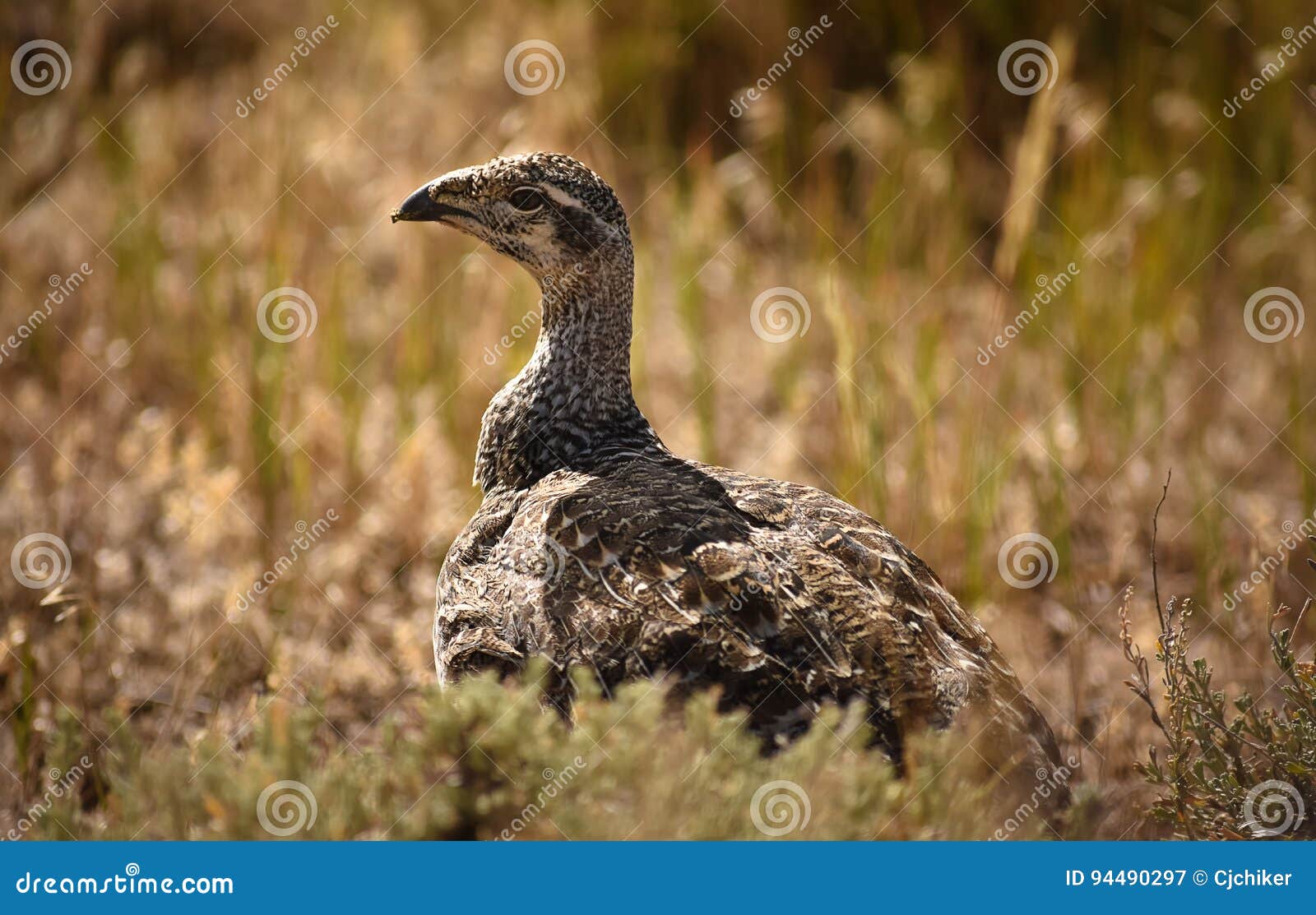 Sage Hen On Lookout Mountain, Colorado del noroeste