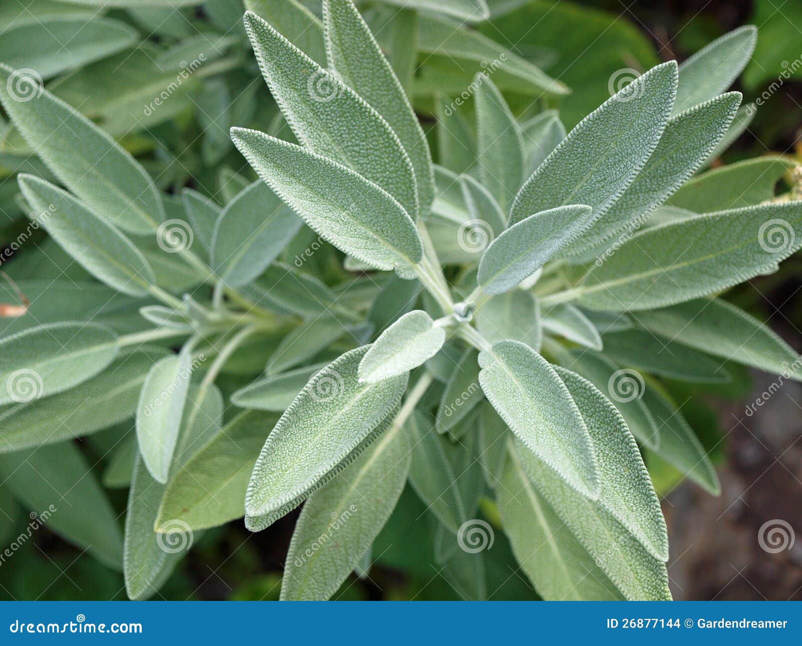 sage herb (salvia officinalis)