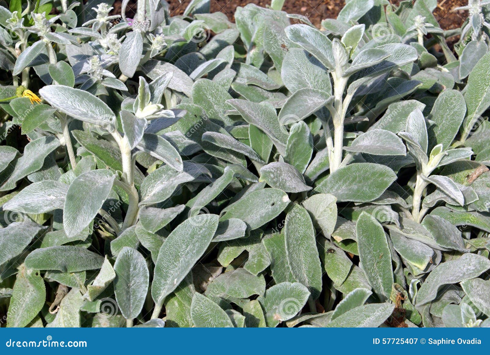 Sage herb growing in land stock image. Image of vegetable 57725407