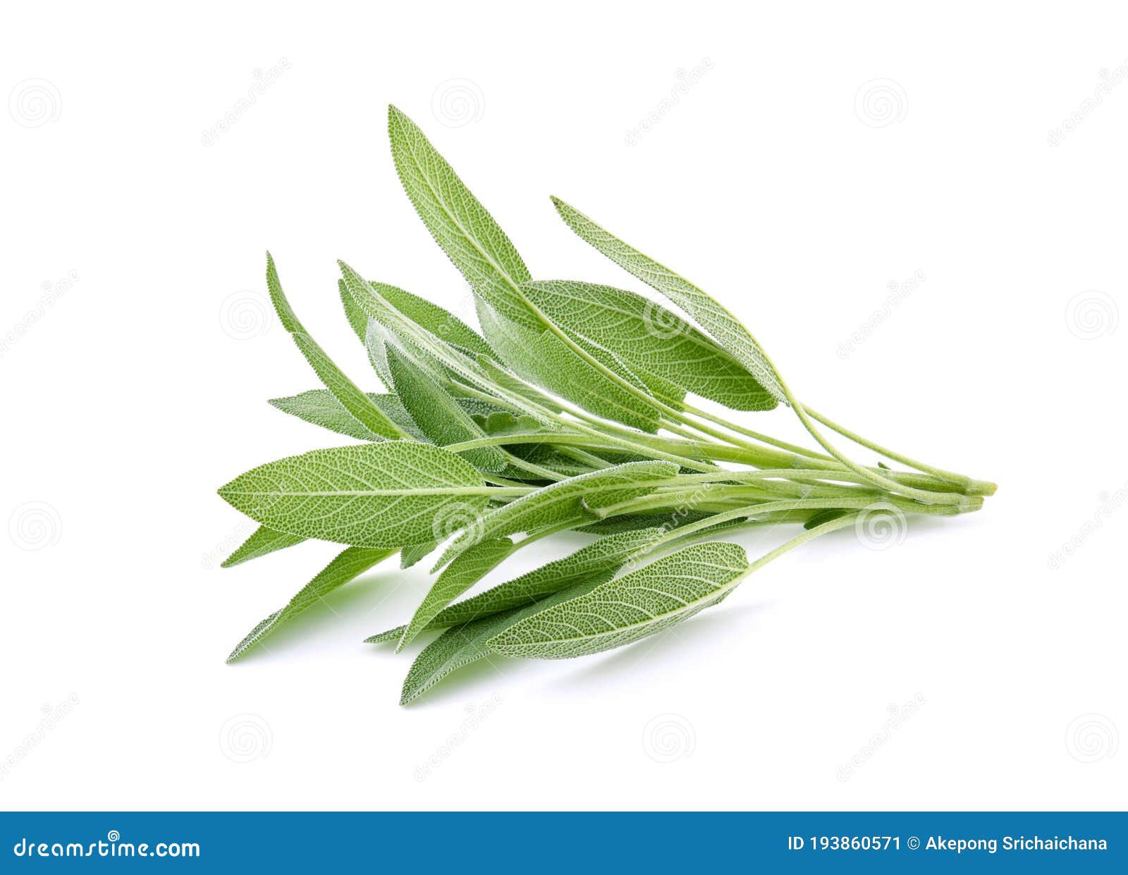 Sage Herb Isolated on White Background Stock Image Image of essential