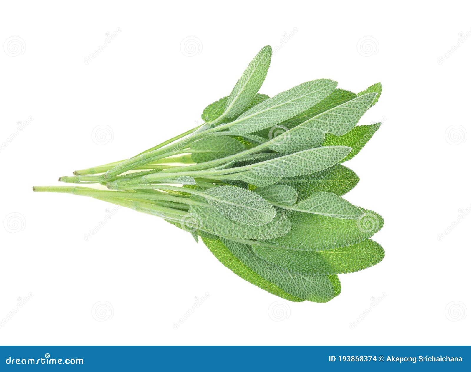 Sage Herb Isolated on White Background Stock Photo Image of leaves