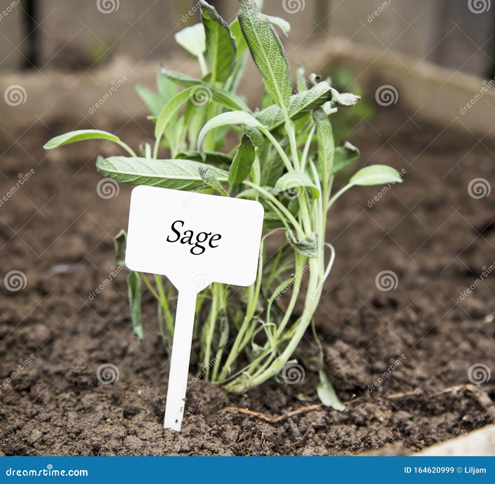 Sage Herb with Label in the Garden Stock Image Image of food, sage