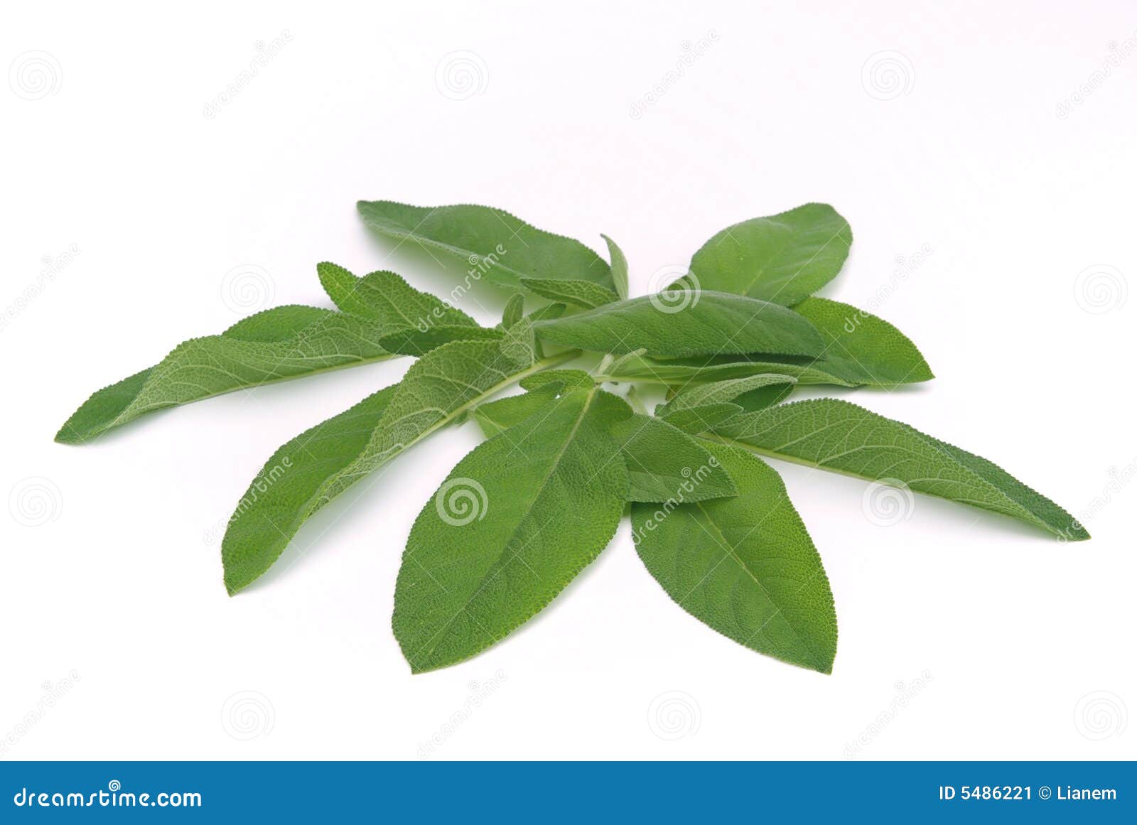 Sage leaf 01 stock image. Image of closeup, herbal, leaves 5486221
