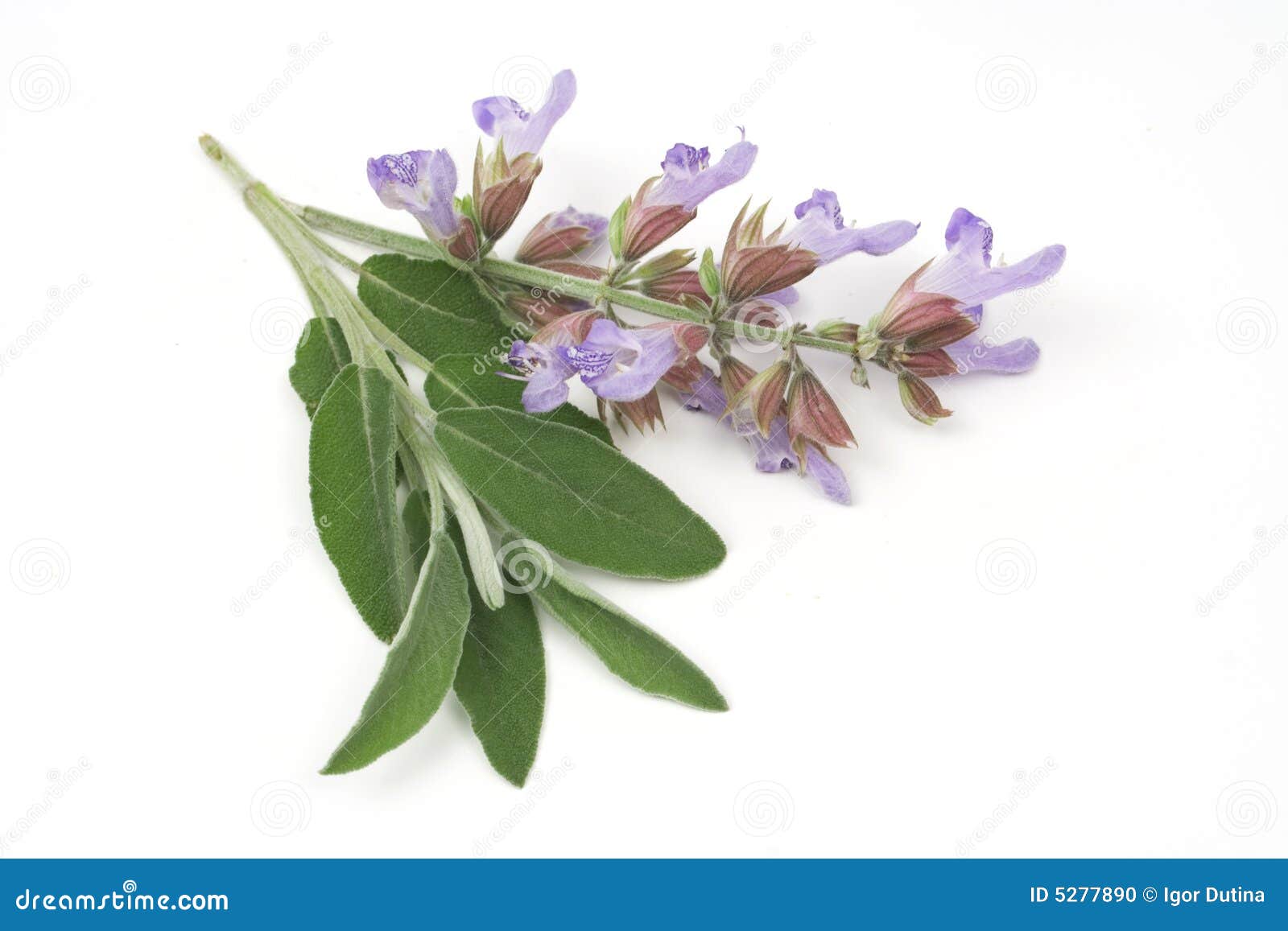 sage leafs and flowers