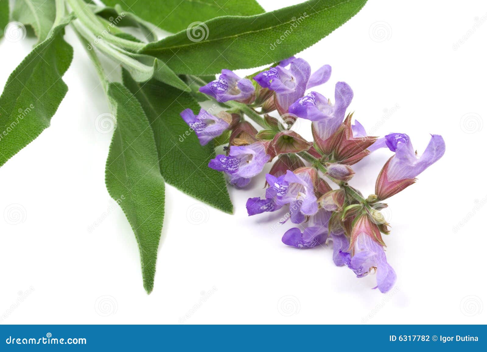 Sage leafs and flowers stock photo. Image of perfume, seasonig 6317782