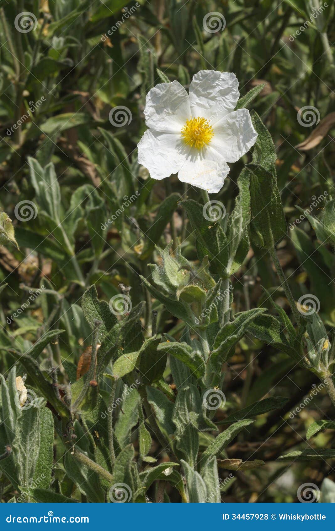 Sageleaved Cistus stock photo. Image of vertical, wildflower 34457928