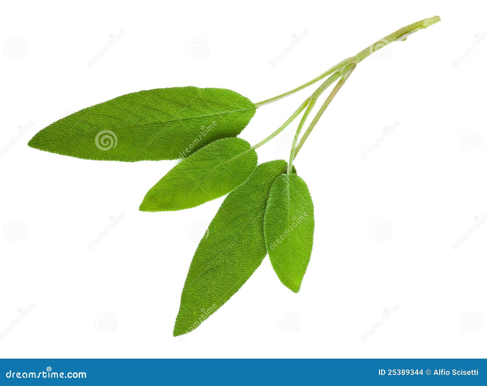 Sage leaves stock photo. Image of fresh, garnish, plant 25389344