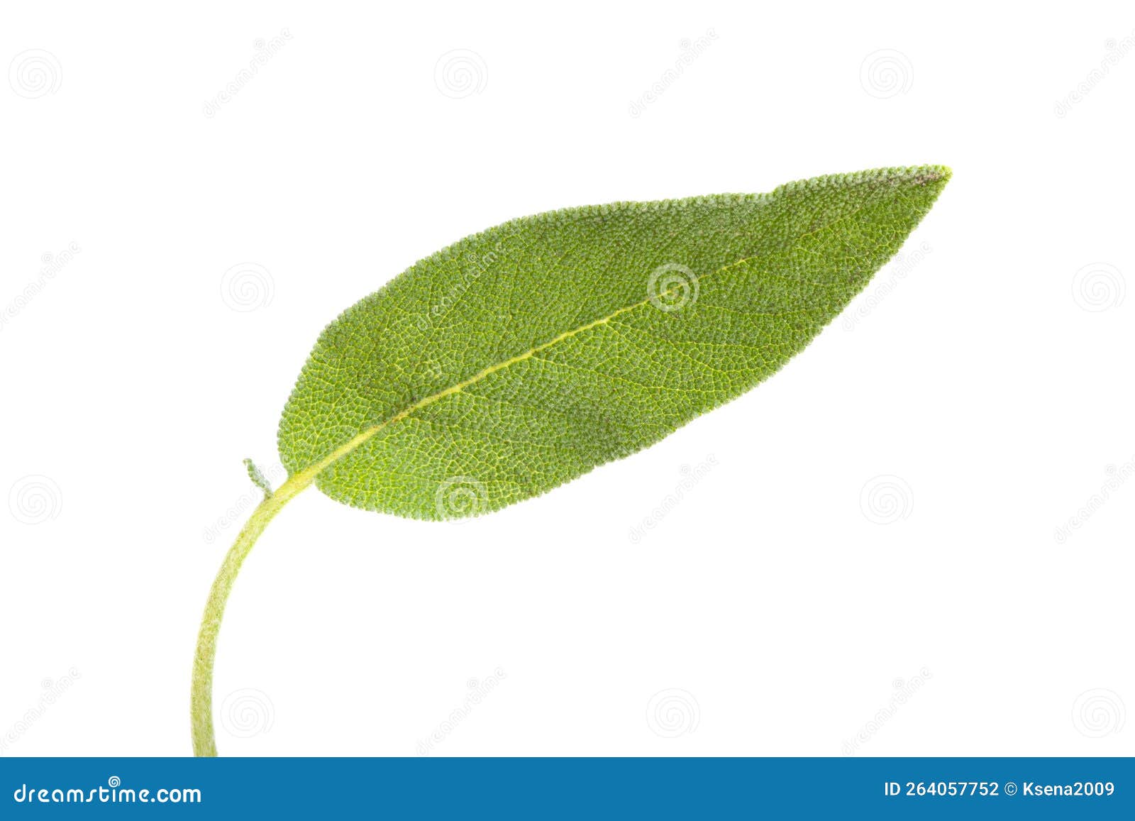 Sage leaves isolated stock photo. Image of ingredient 264057752