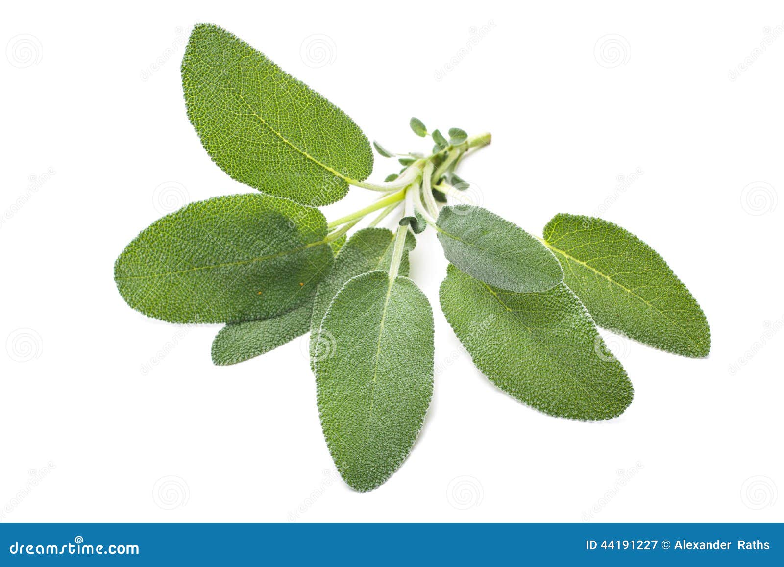 Sage Leaves Isolated on White Stock Image Image of object, herb 44191227