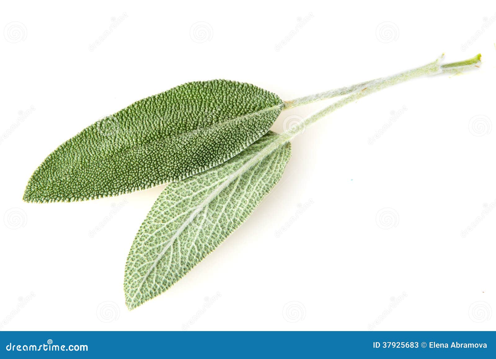 Sage plant stock image. Image of isolated, nature, freshness 37925683