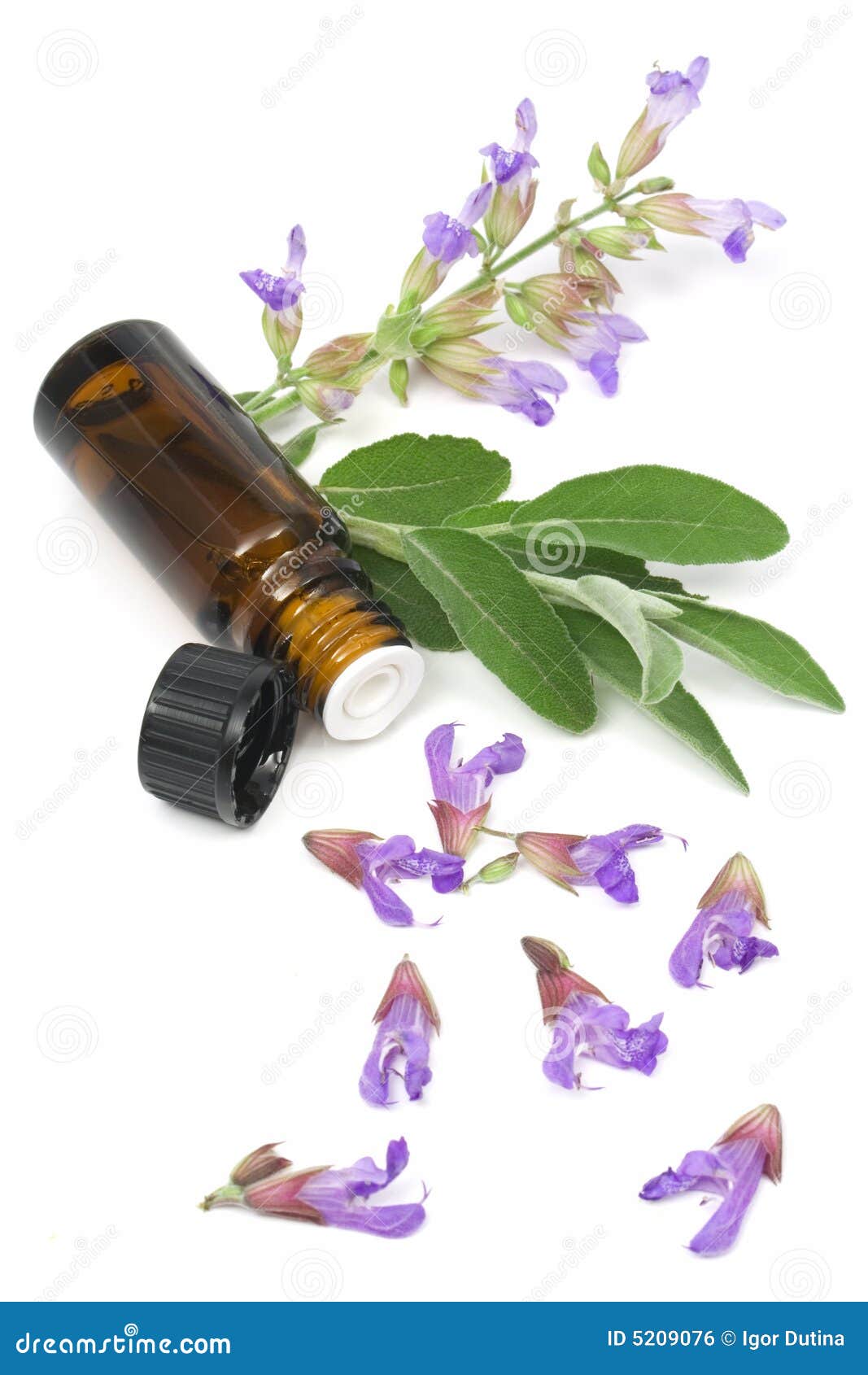 Sage Plant and Essential Oil Stock Photo Image of cooking, essence