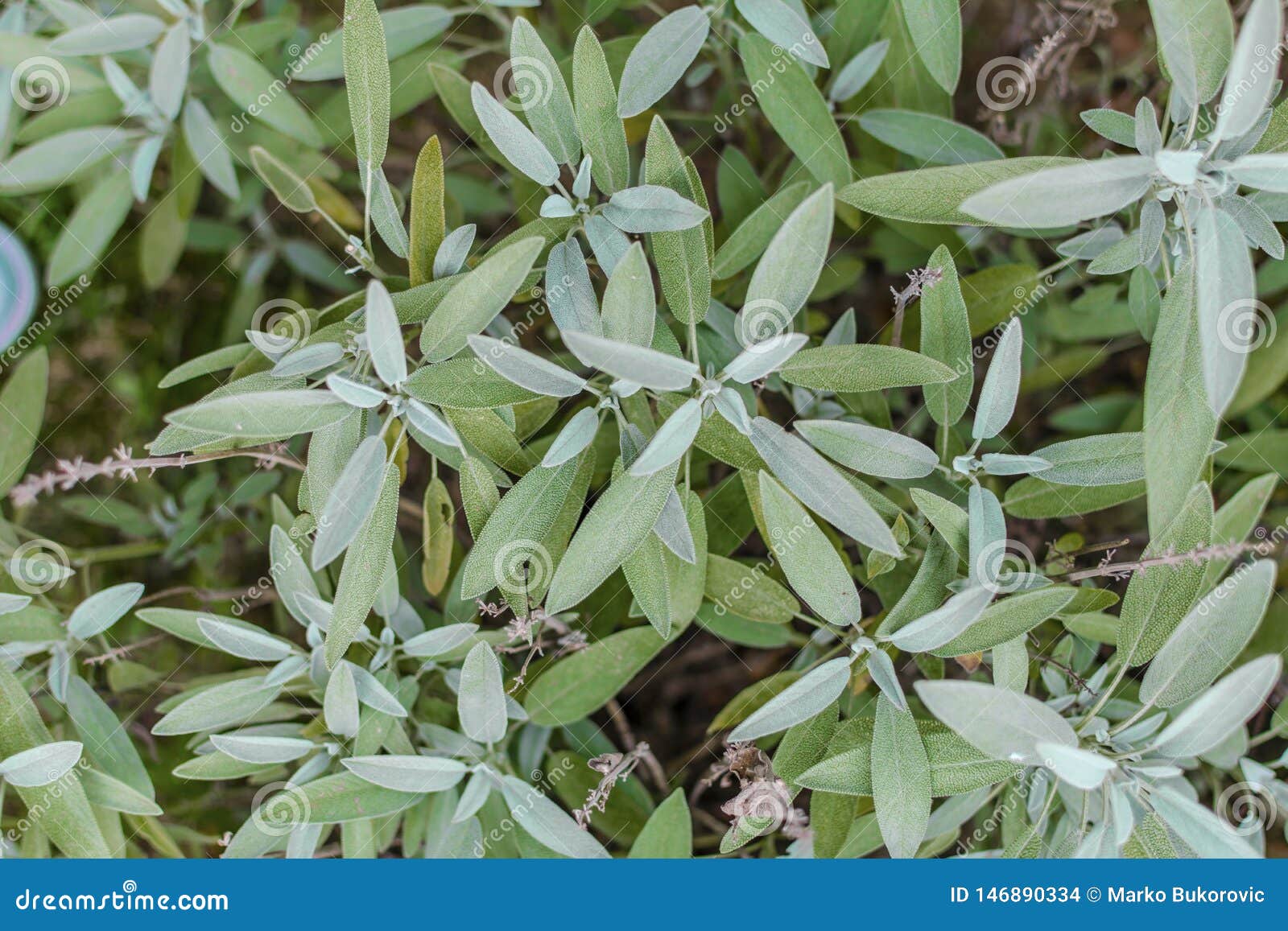 Sage Plant in Herb Garden Used for Cooking Stock Photo Image of