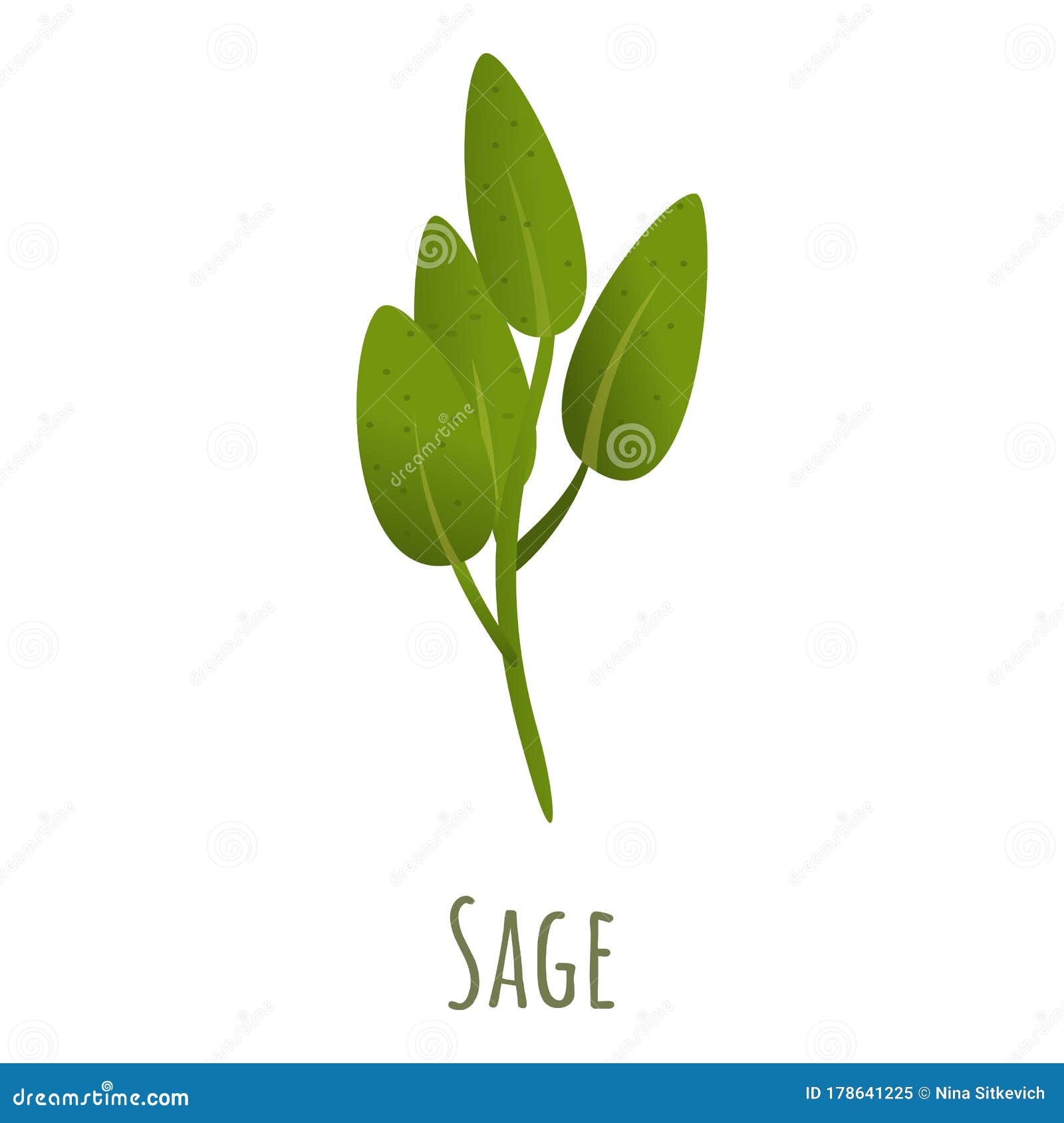 Sage Plant Icon, Cartoon Style Stock Vector Illustration of aroma, isolated 178641225