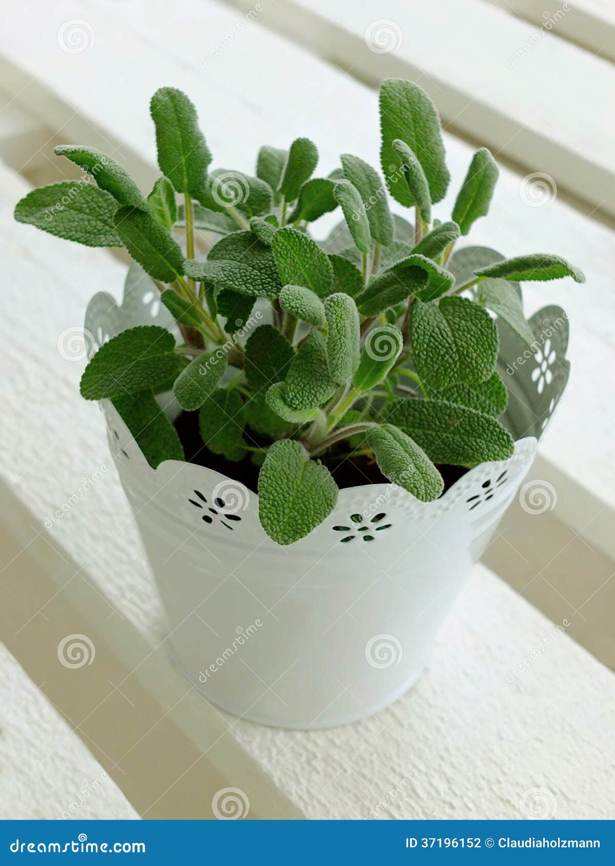 Sage plant stock photo. Image of style, healing, balcony 37196152