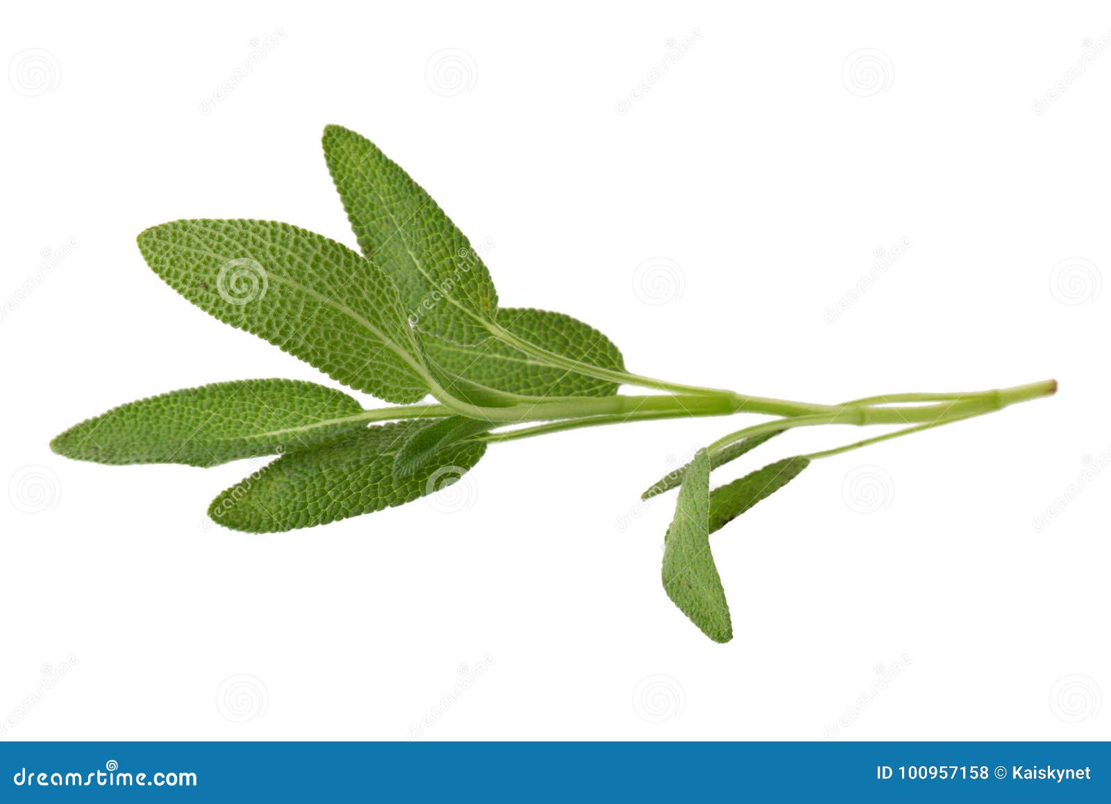 Sage Plant Isolated on a White Background Stock Photo Image of food