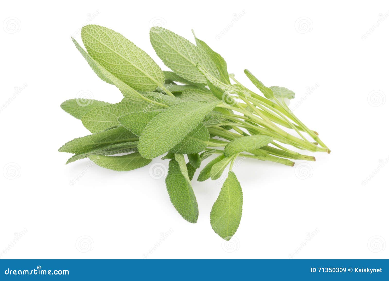 Sage Plant on a White Background Stock Image Image of medicine
