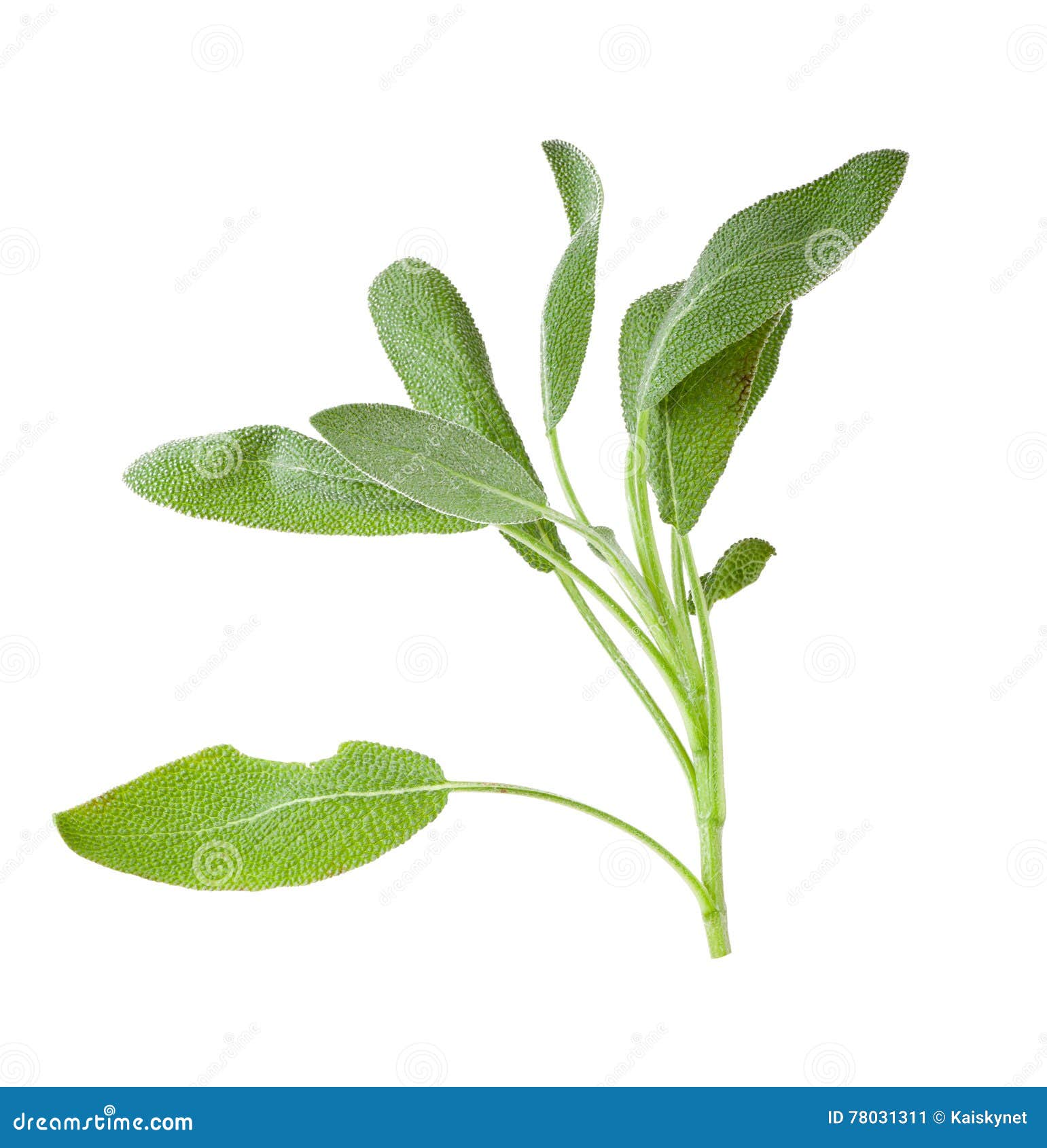 Sage Plant on a White Background Stock Image Image of plant, medicine