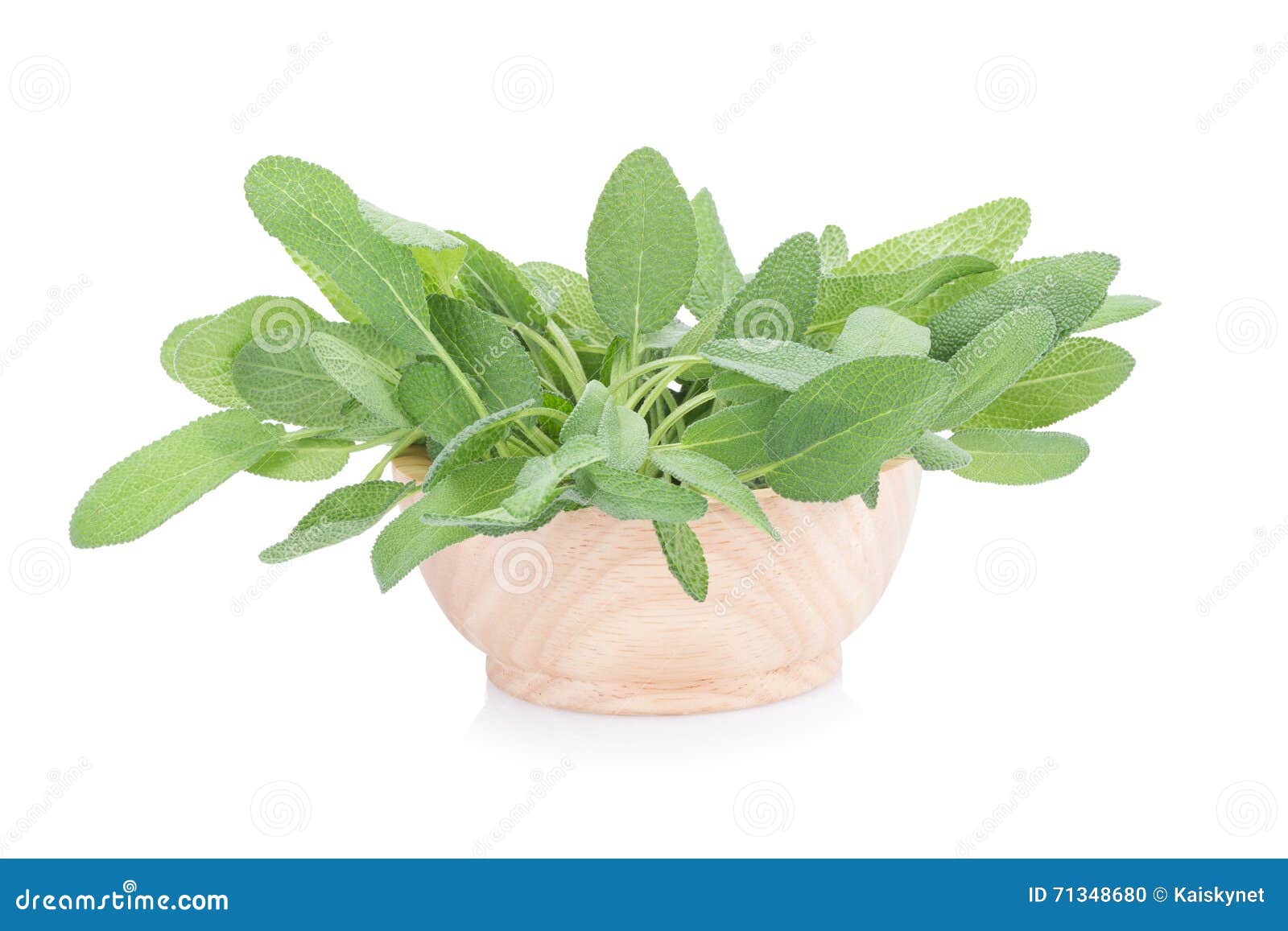 Sage Plant on a White Background Stock Photo Image of seasoning