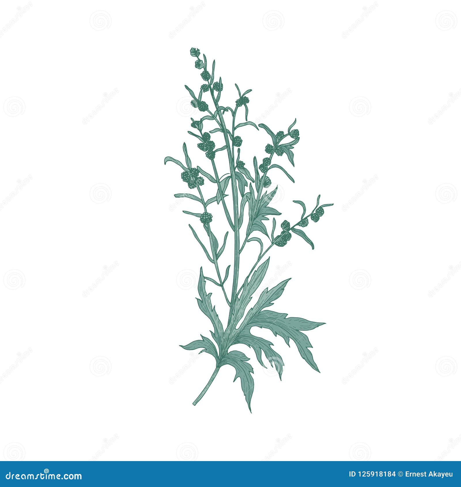 sagebrush flower  on white background. detailed natural drawing of blooming plant or flowering herb used in