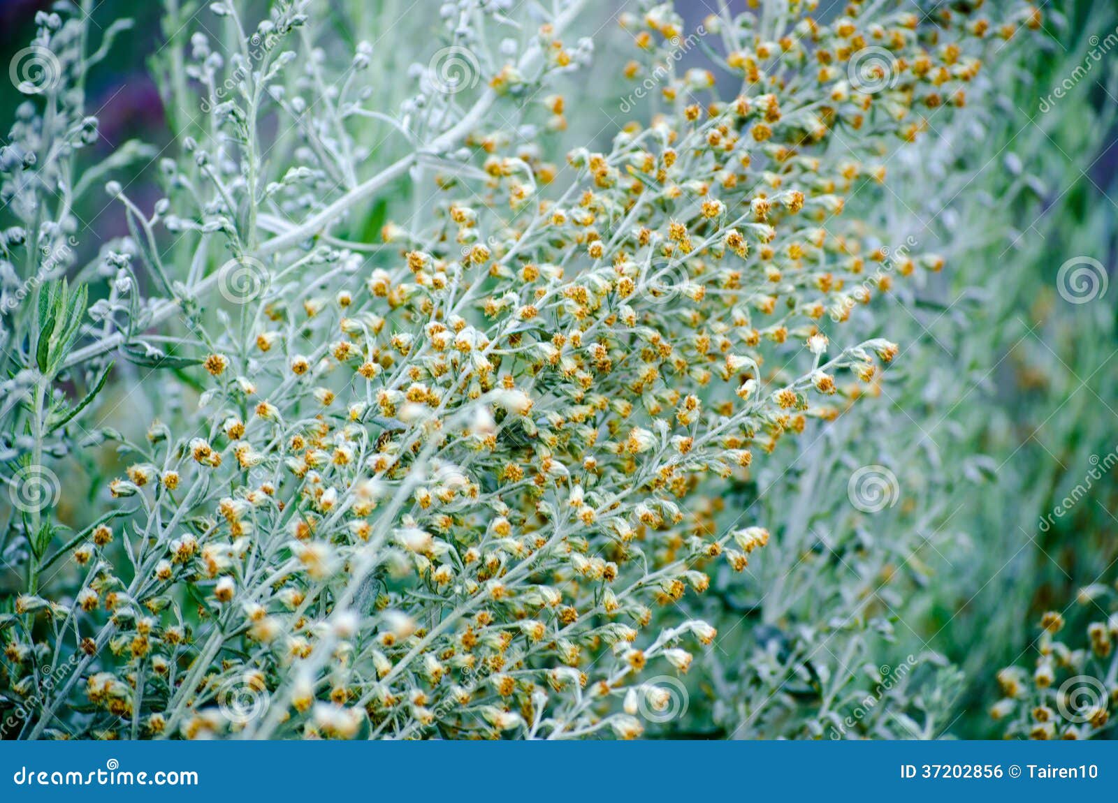 sagebrush flowers