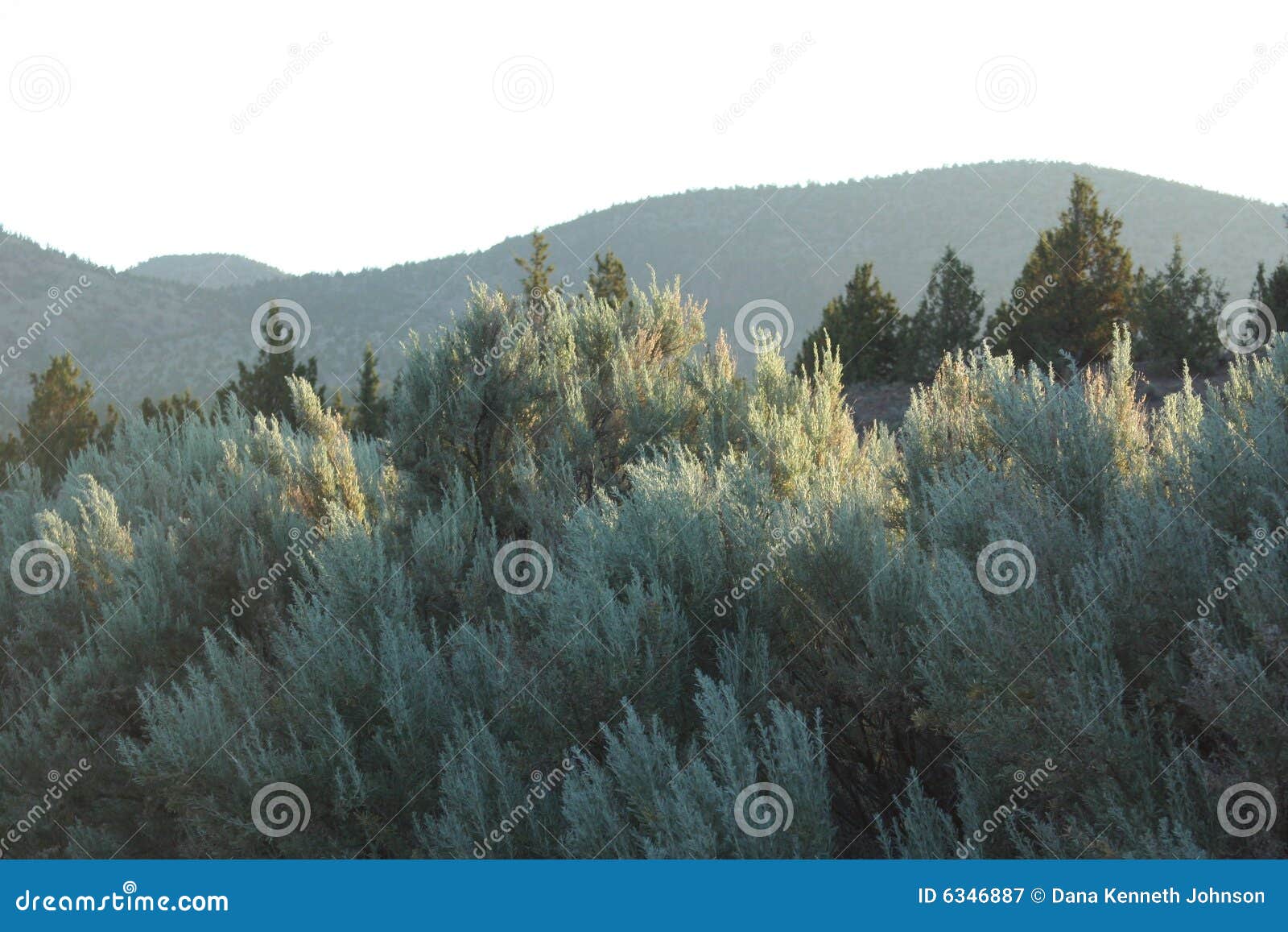 sagebrush and juniper near powell buttes