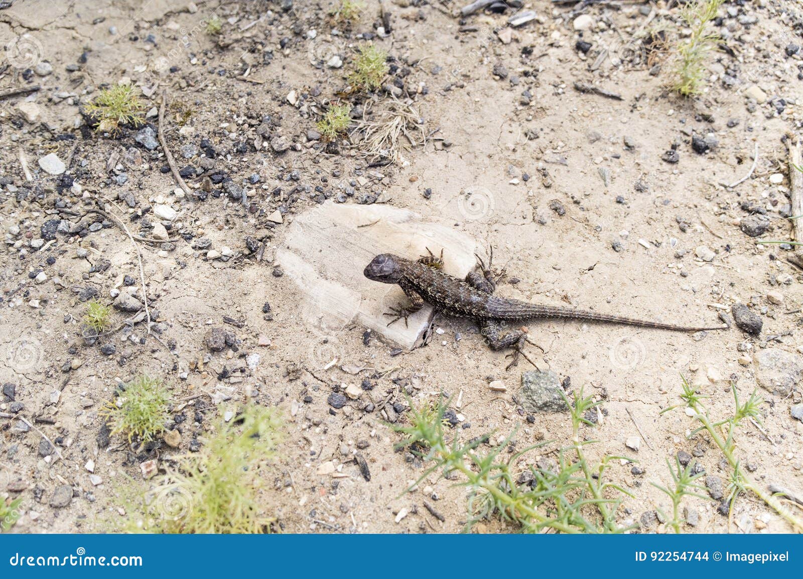 sagebrush lizard