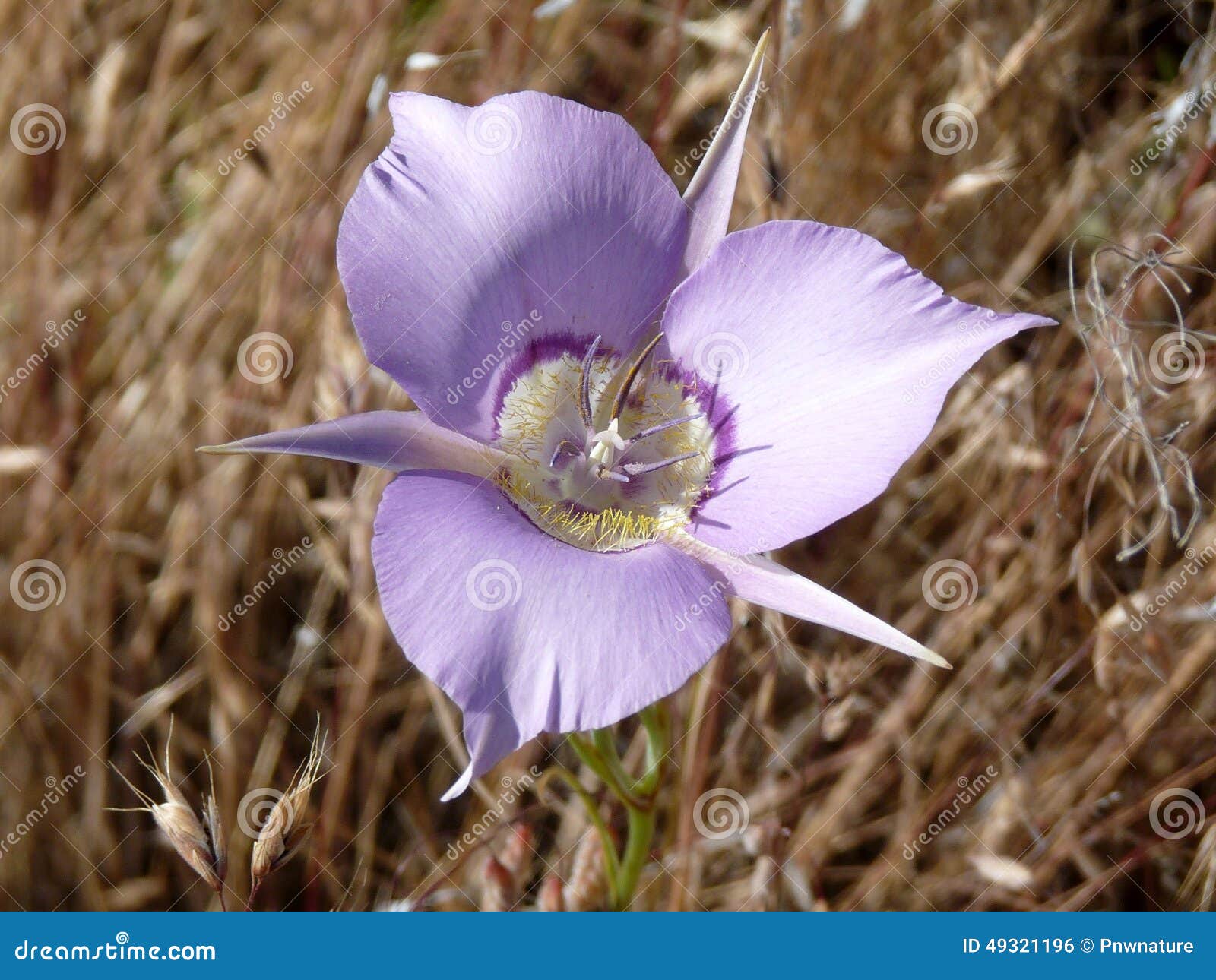 Sagebrush Mariposa Lily stock photo. Image of wildflower 49321196
