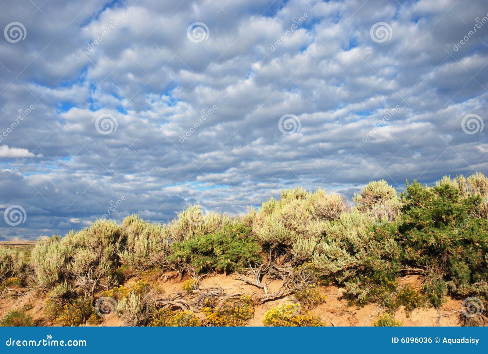 sagebrush and other plants