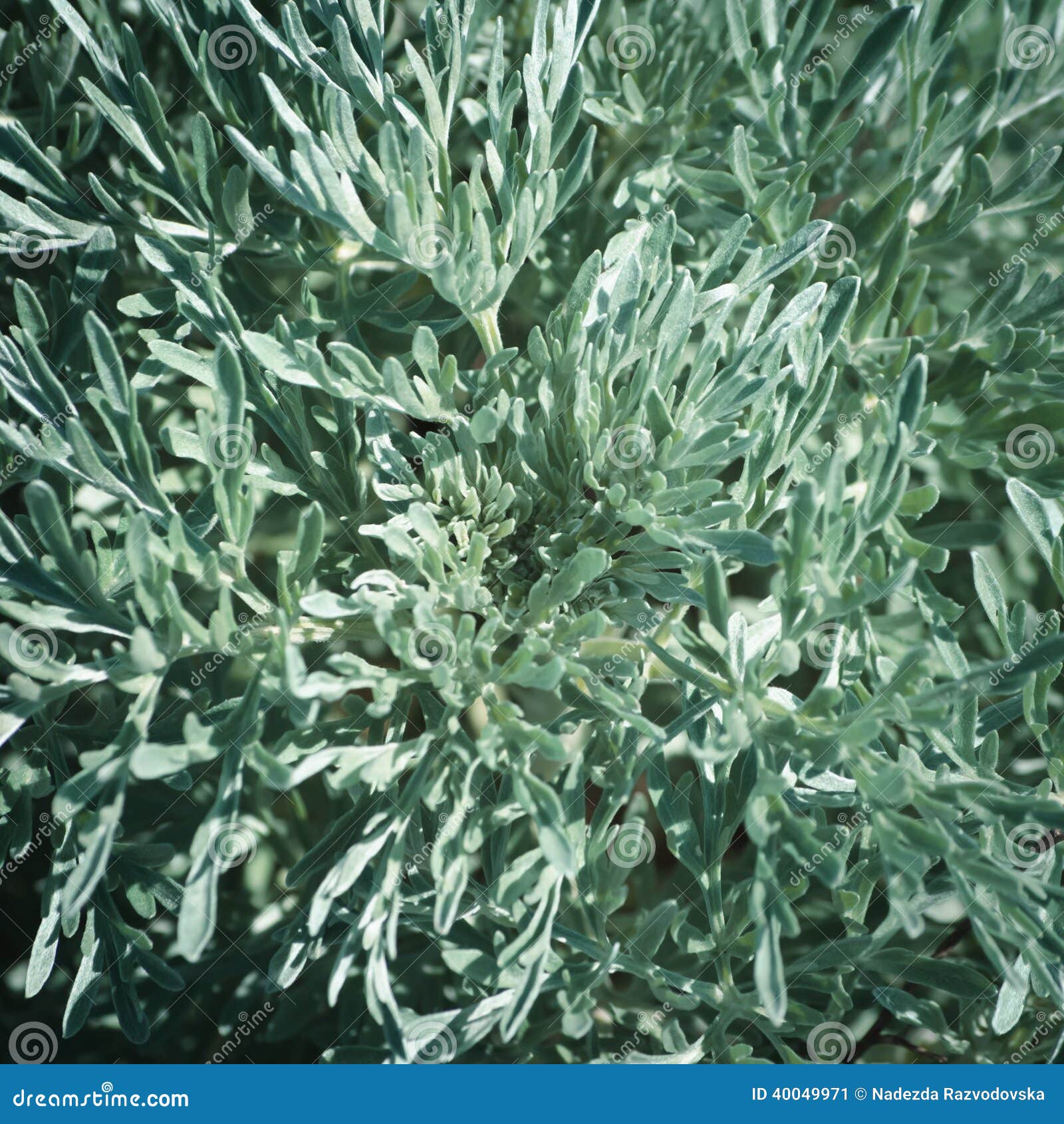 Sagebrush stock image. Image of sage, herbal, leaf, medicine 40049971