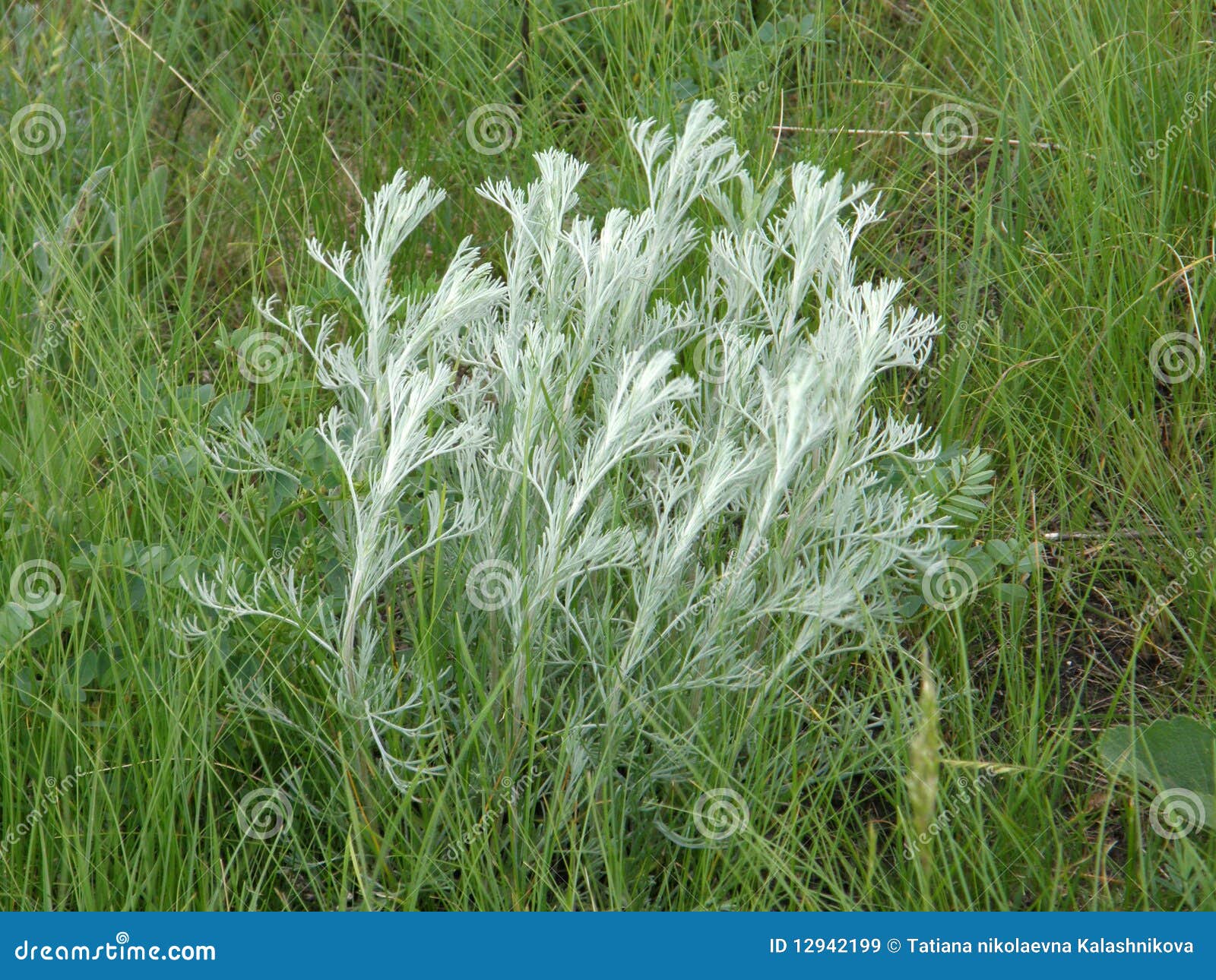 sagebrush steppe