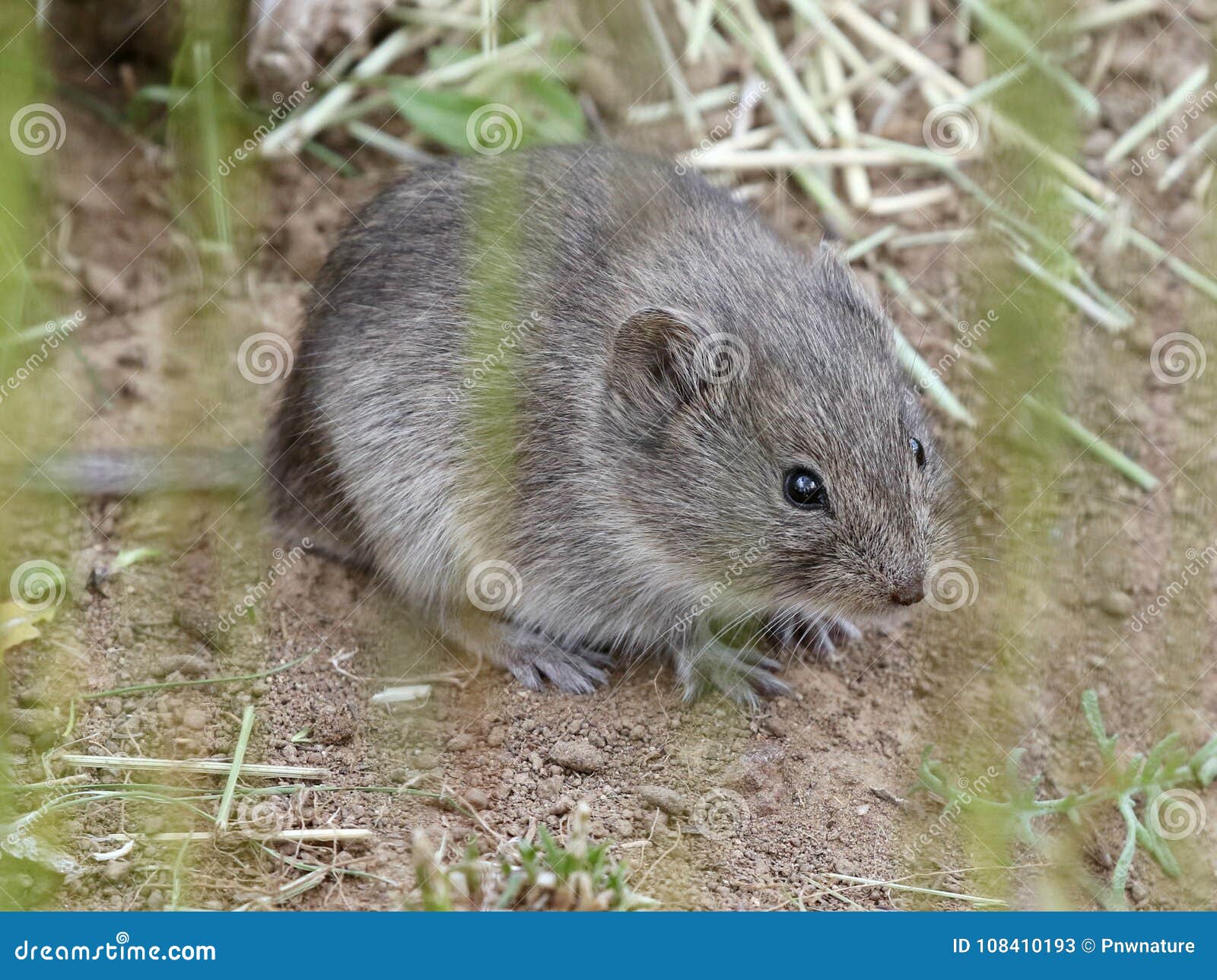 sagebrush vole in the open