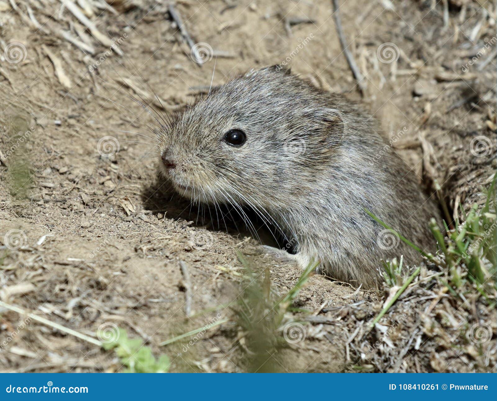 sagebrush vole in burrow