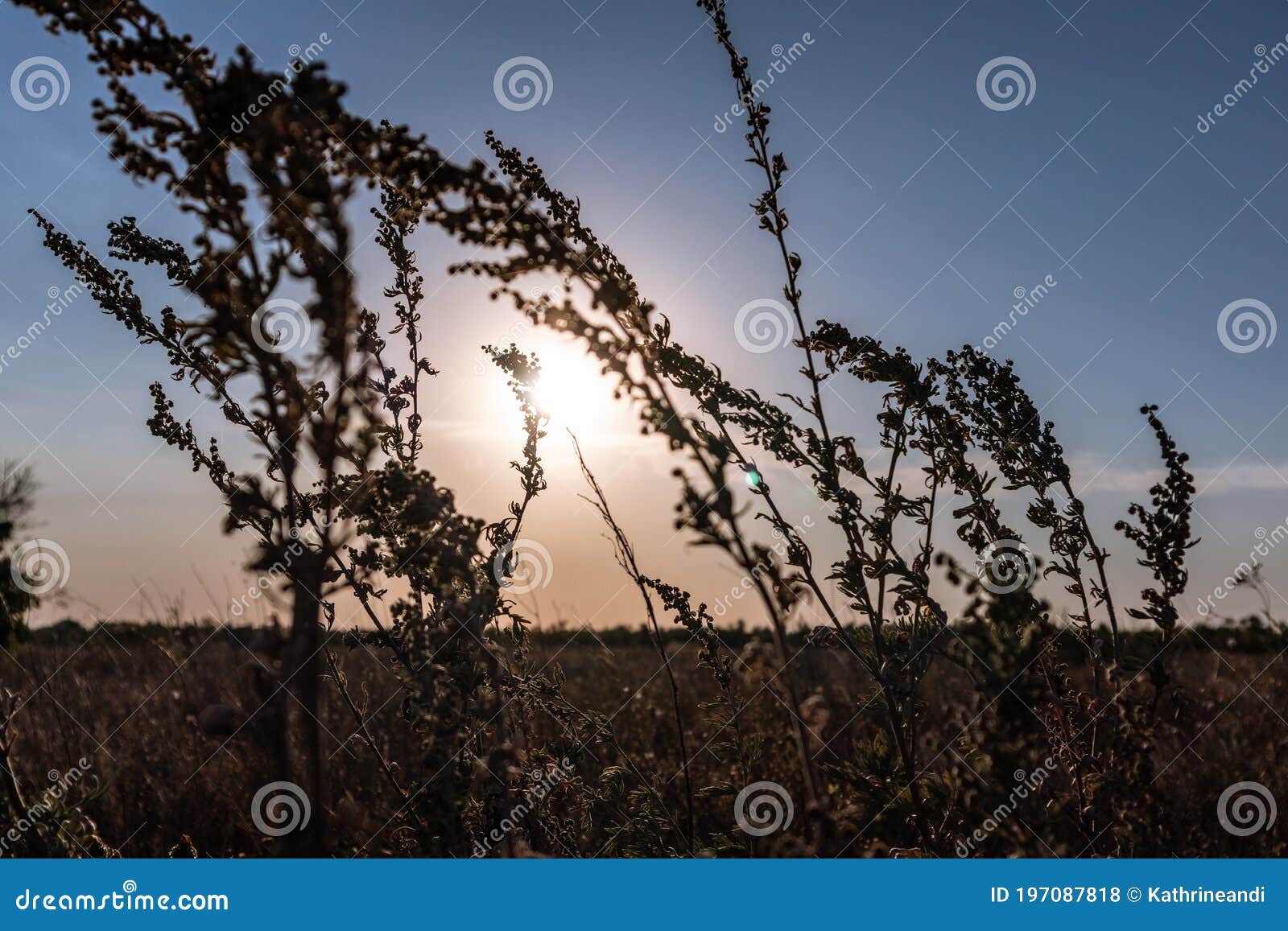 sagebrush wild grass on sunset sky background