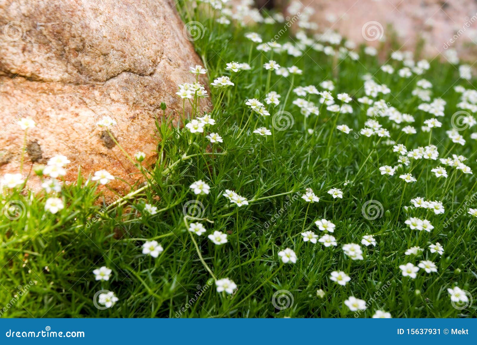 Sagina (Irish Moss) Stock Image Image 15637931