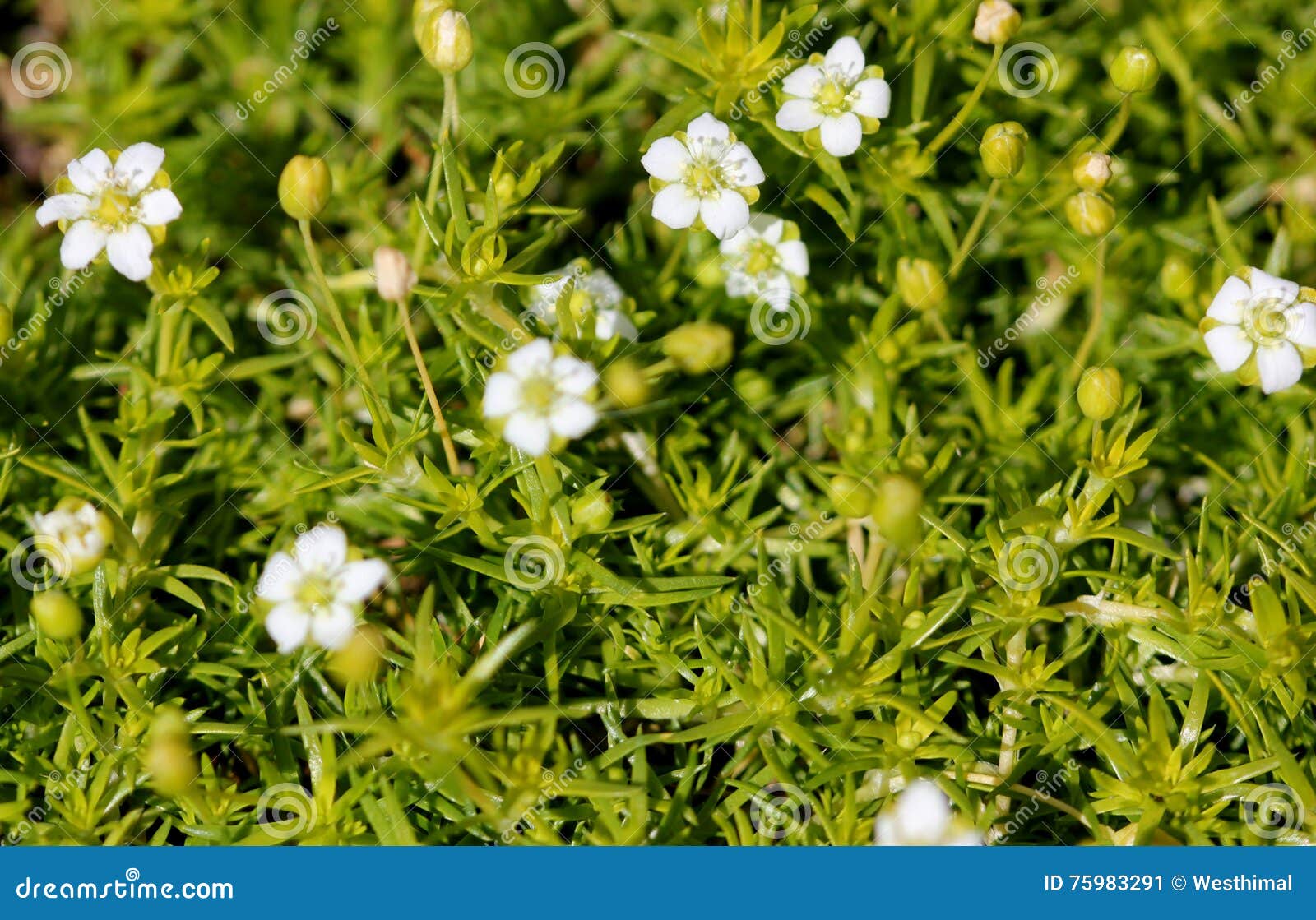 Sagina Subulata, Schottisches Moos, Irisch Moos Stockbild Bild von