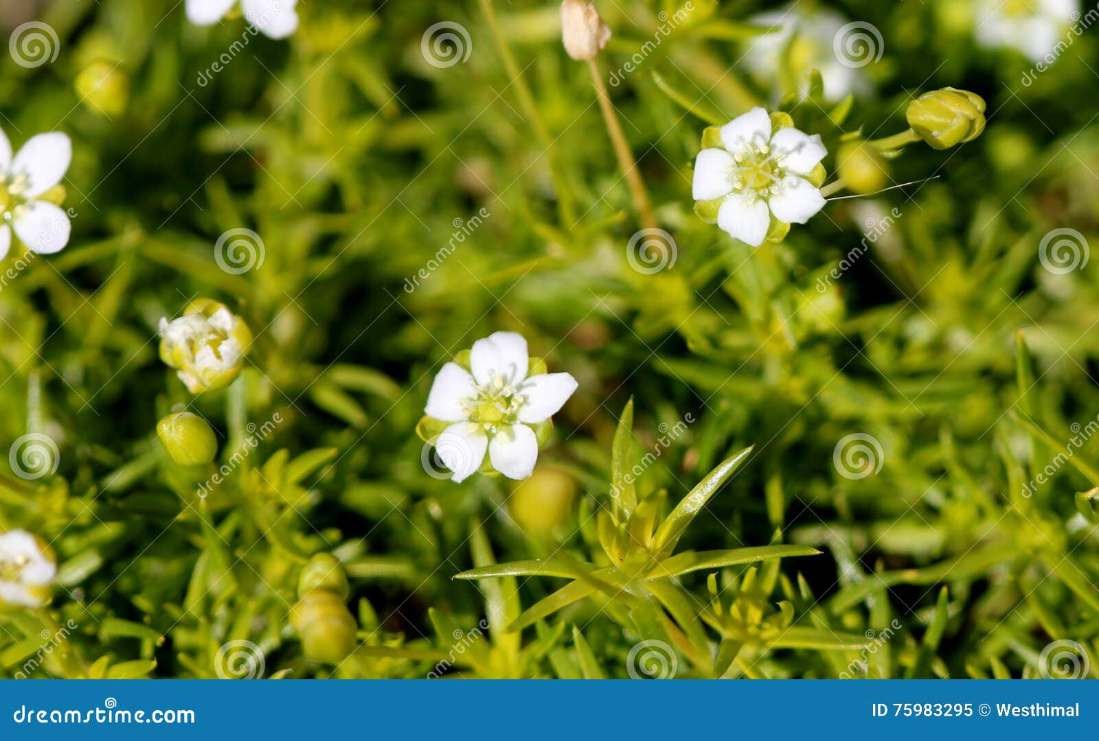 Sagina Subulata, Schottisches Moos, Irisch Moos Stockbild Bild von