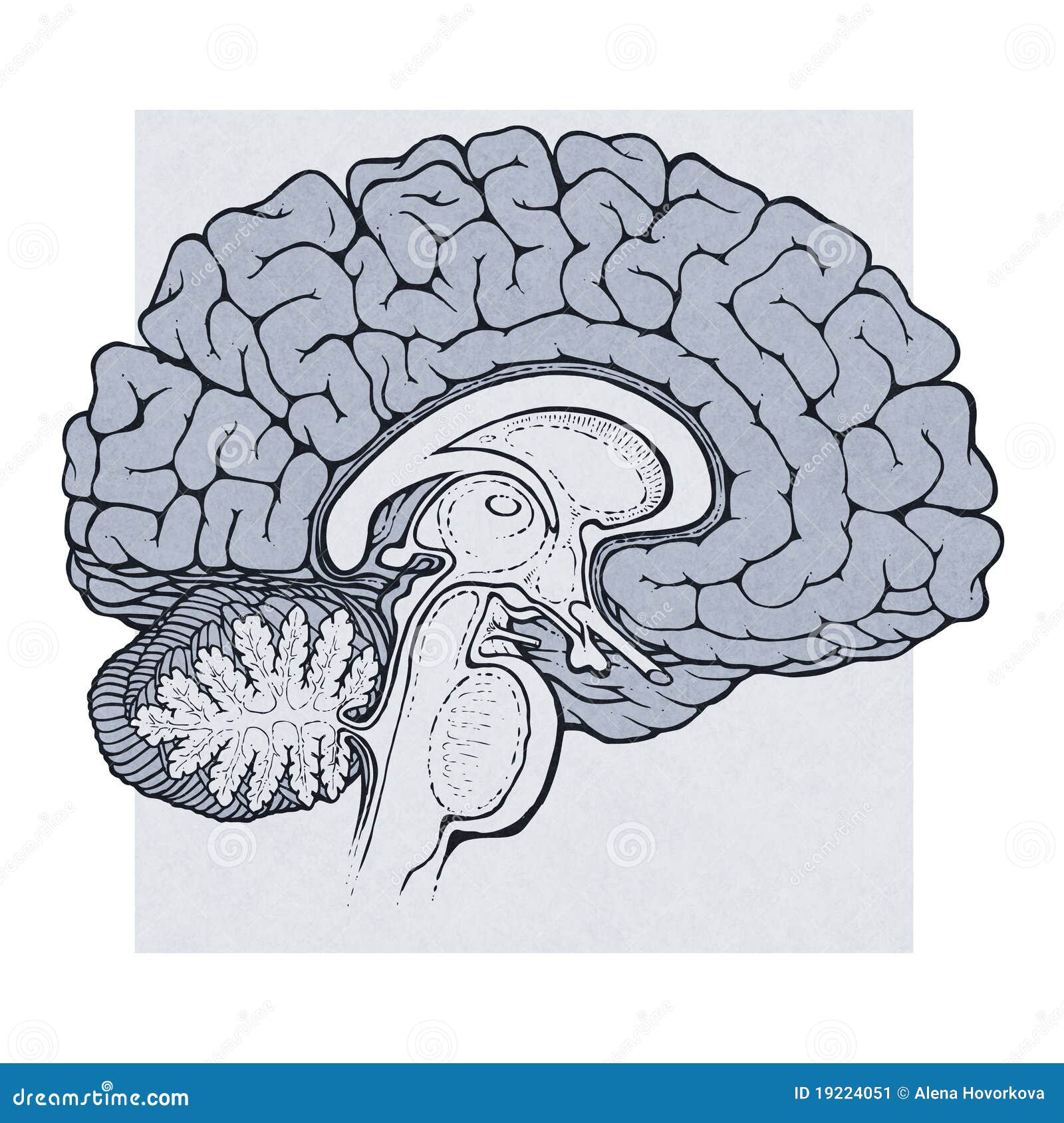 Рисунок головного мозга медицина