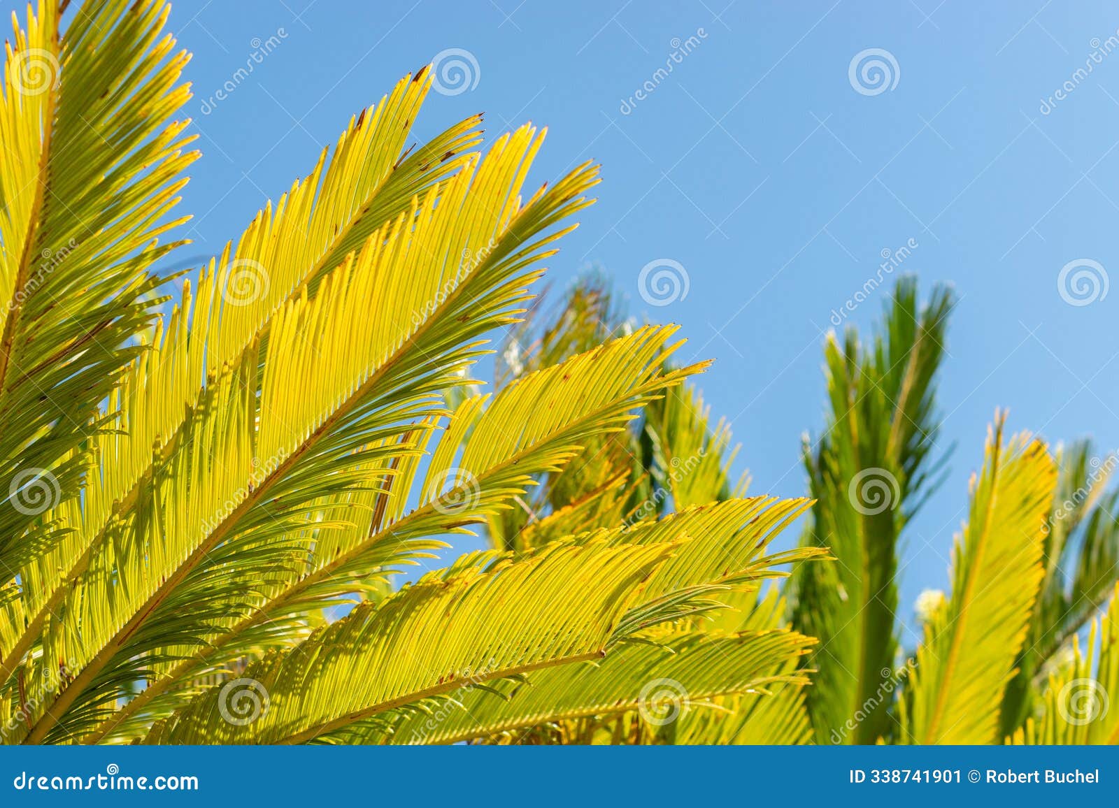 sago palm or cycas revoluta plant in saint gallen in switzerland