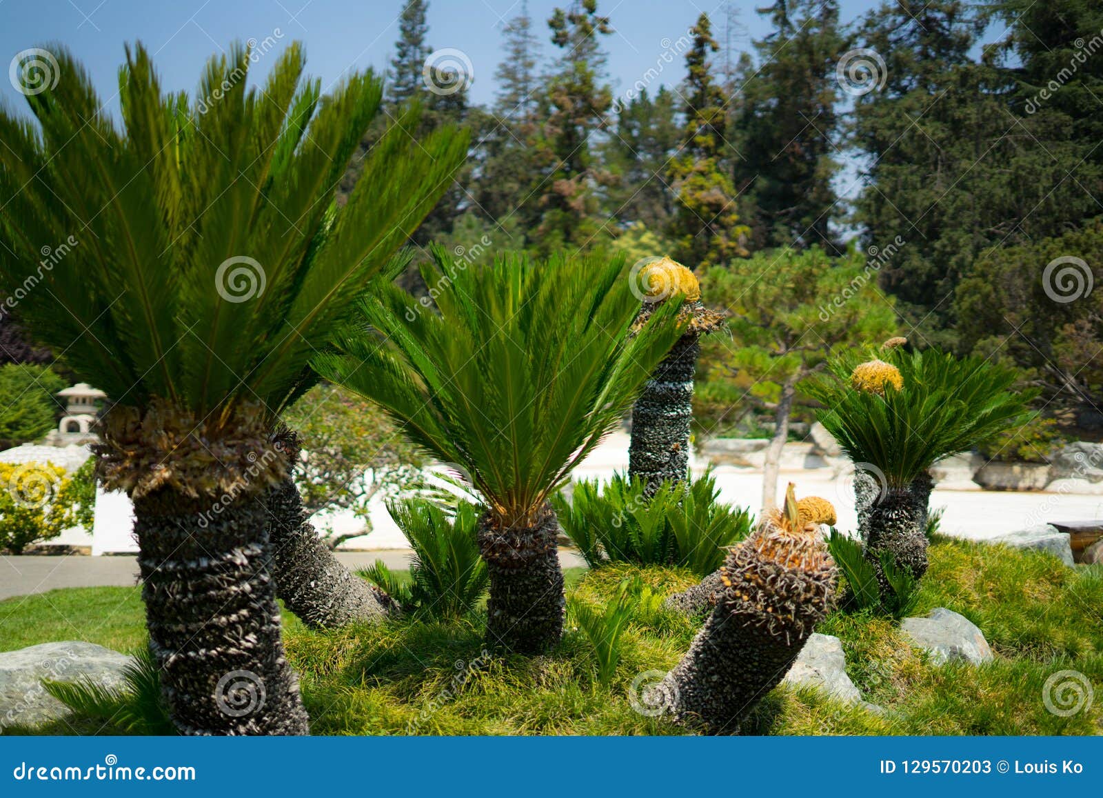 Sago Palm In Japanese Garden Stock Image Image Of Countryside