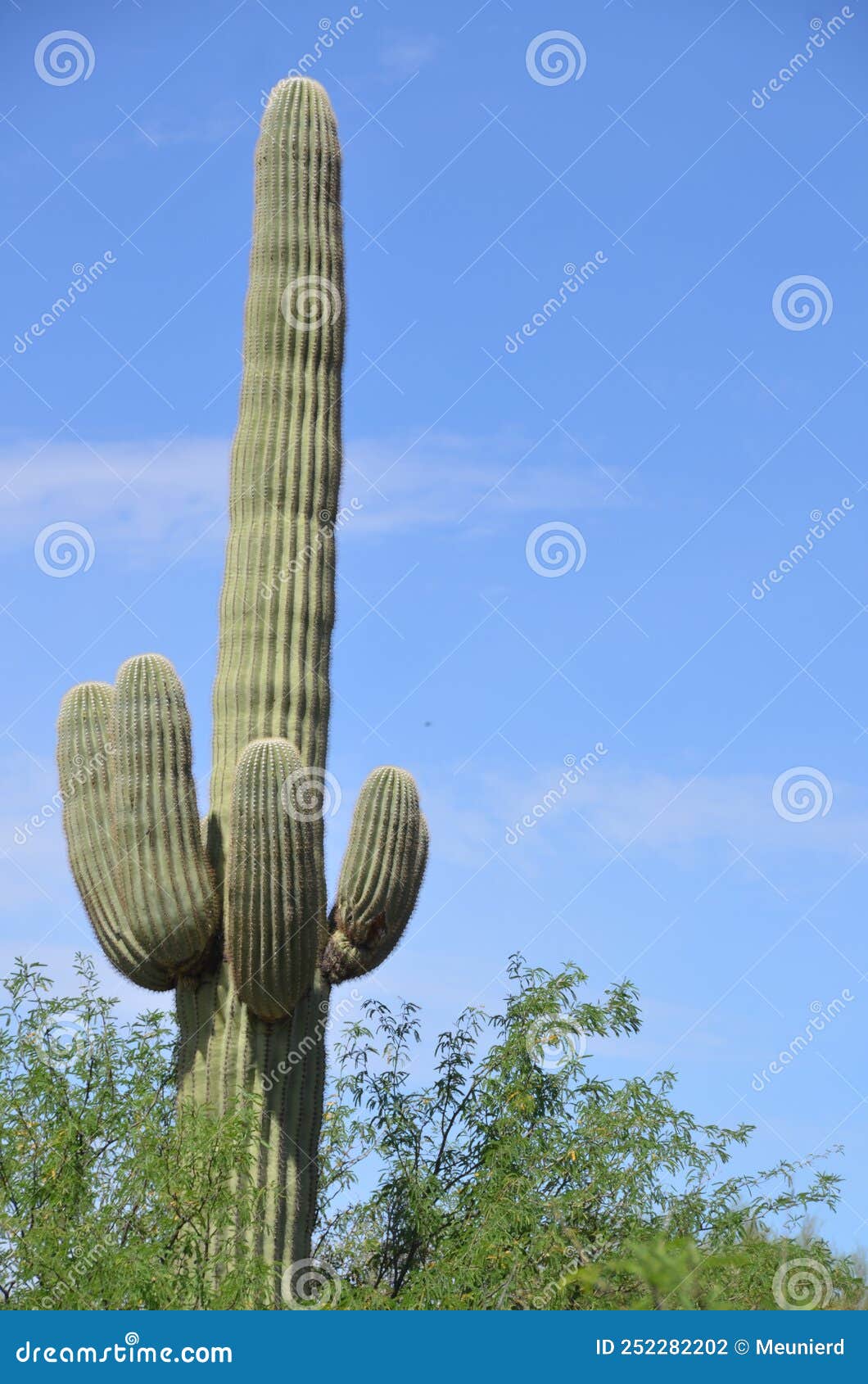 the saguaro is an arborescent tree-like cactus species