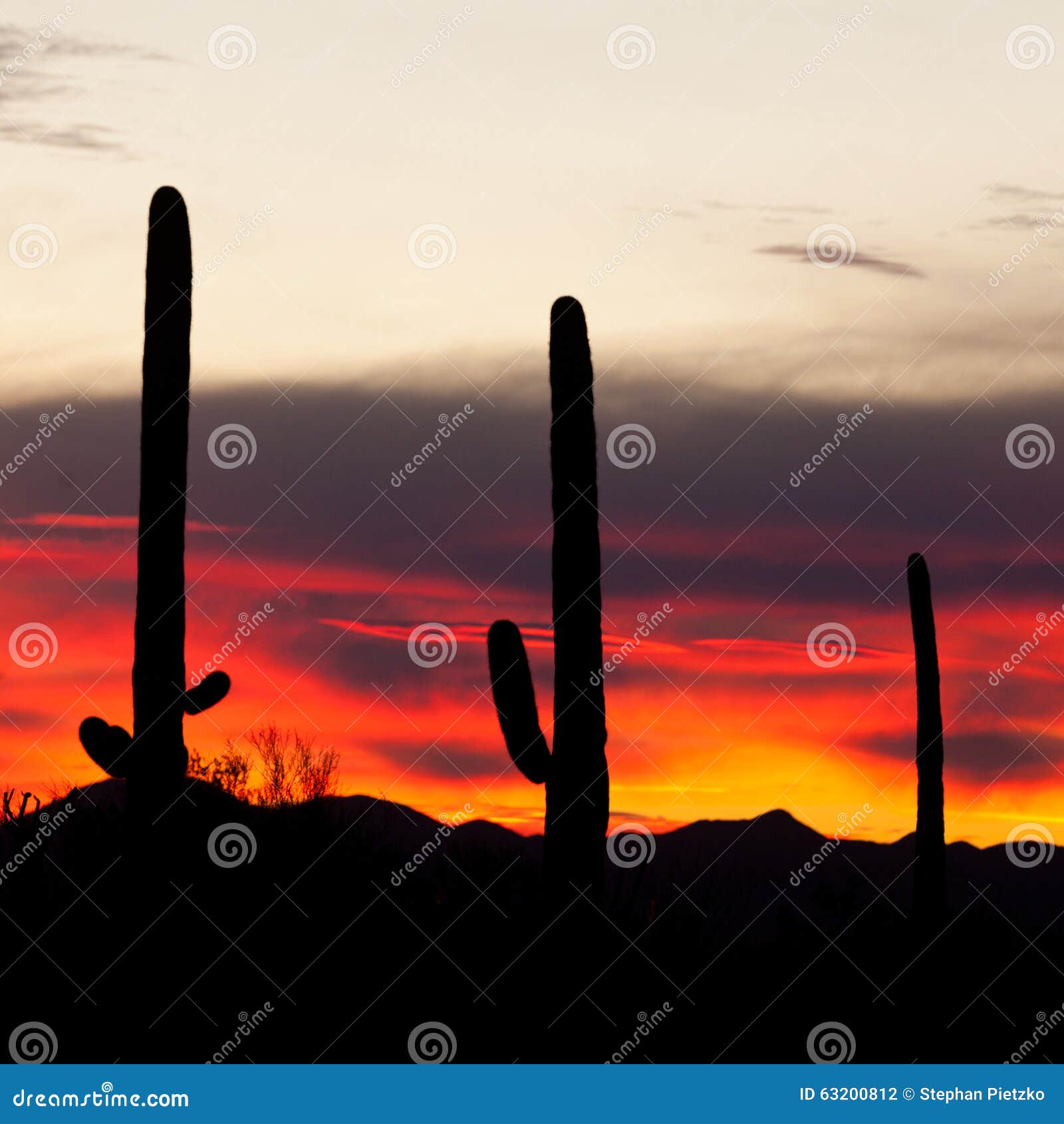 saguaro cacti sonoran desert sunset