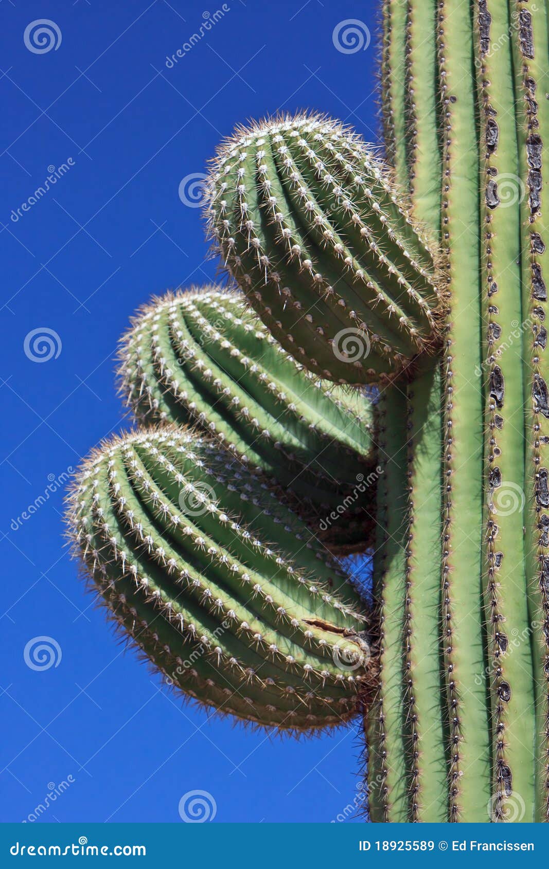 saguaro cactus