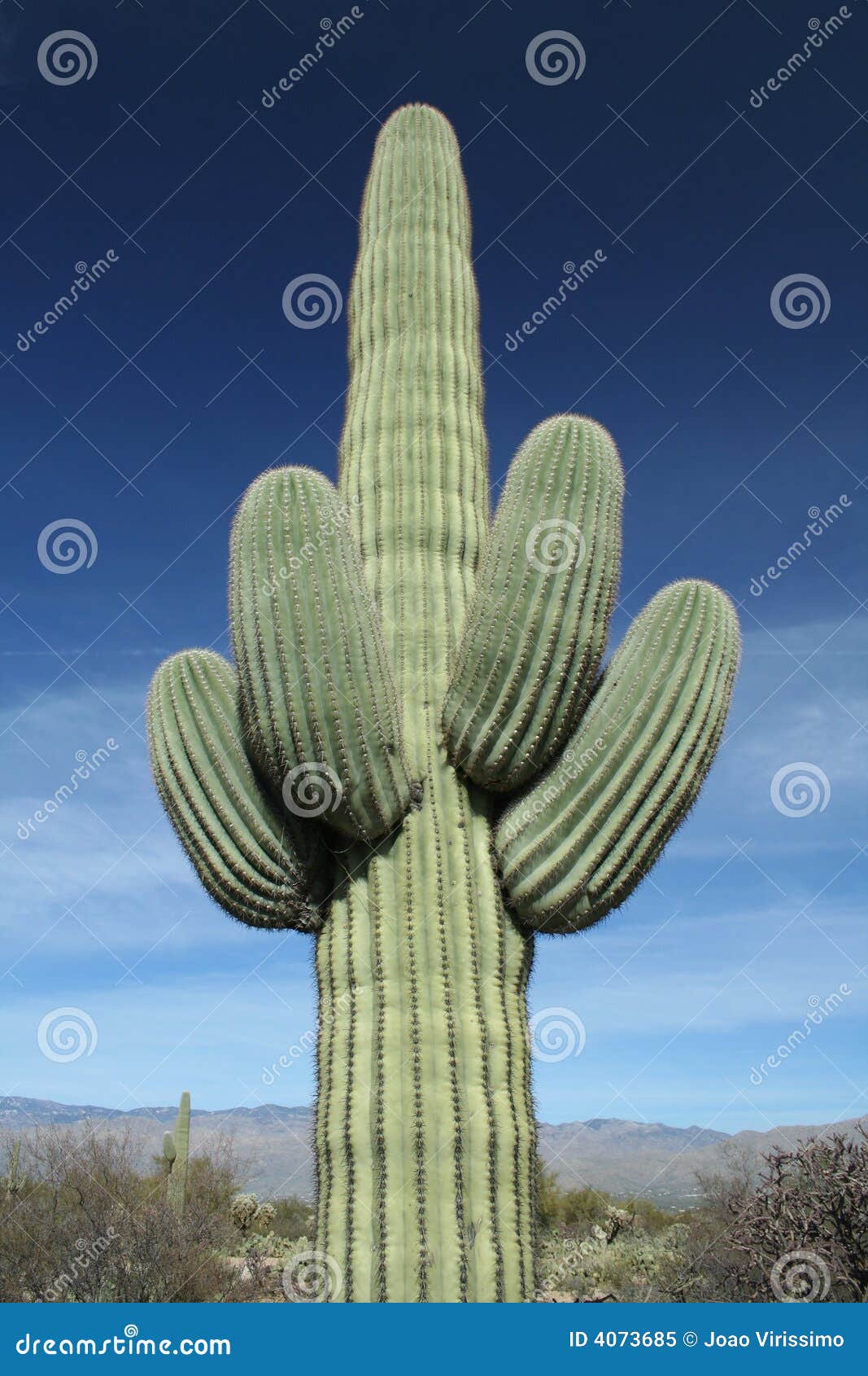 Saguaro Cactus at Arizona Desert Stock Image Image of plant, summer