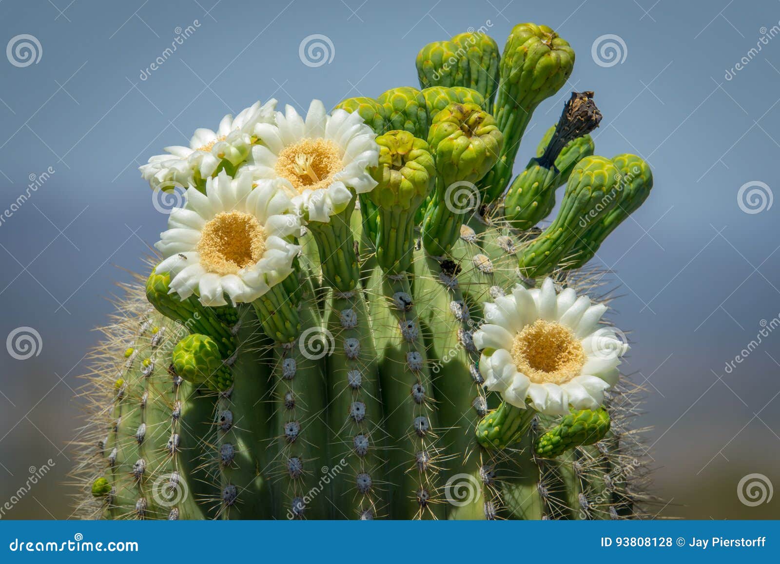 Saguaro Cactus Blooms Stock Photo Image Of Arizona Southwest 93808128