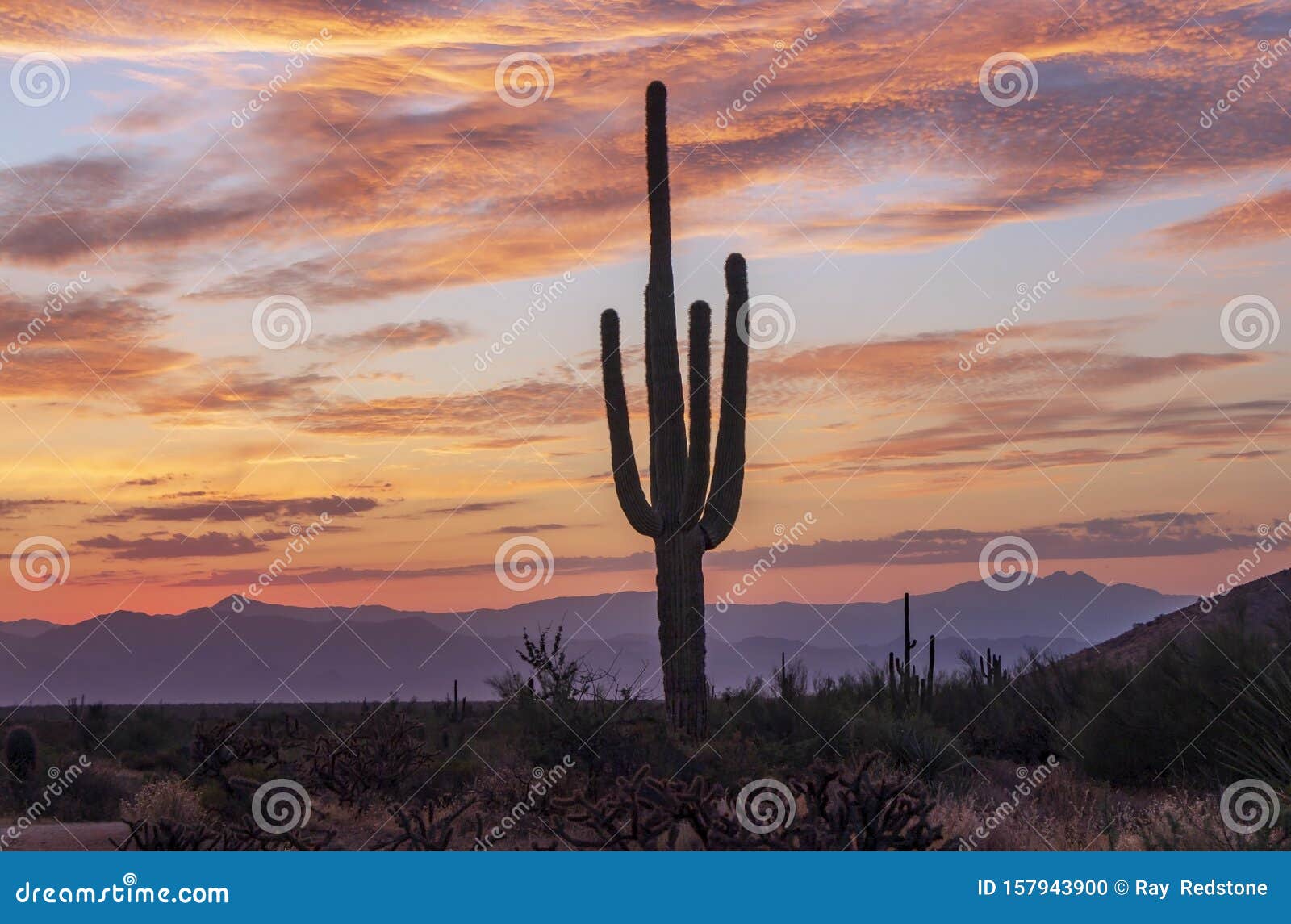 Saguaro Cactus with Colorful Skies before Sunrise Stock Photo - Image ...