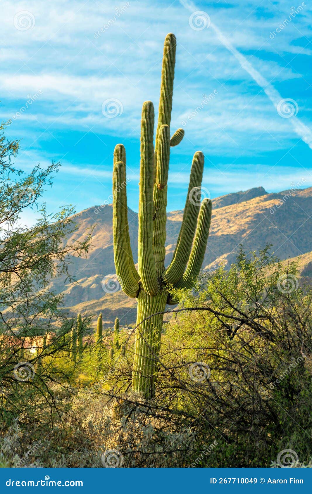 Planta cacto saguaro em fundo branco