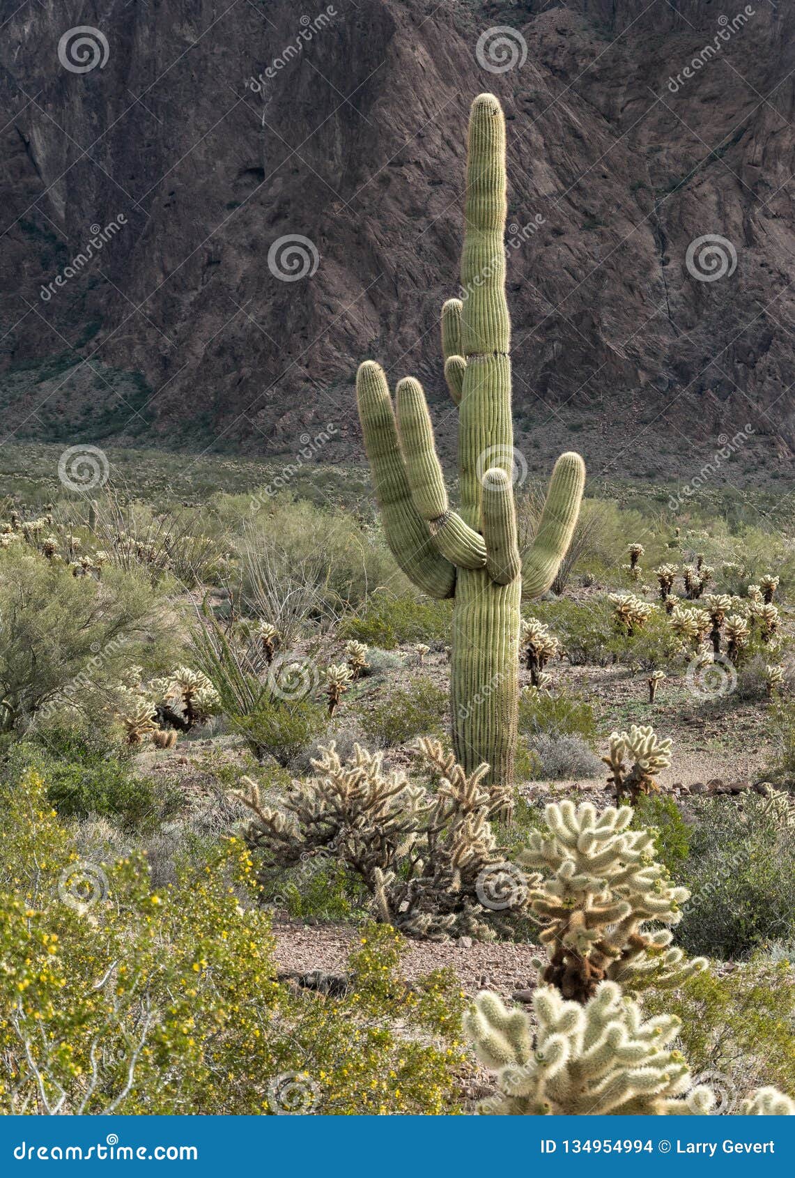 saguaro cactus, kofa national wildlife refuge